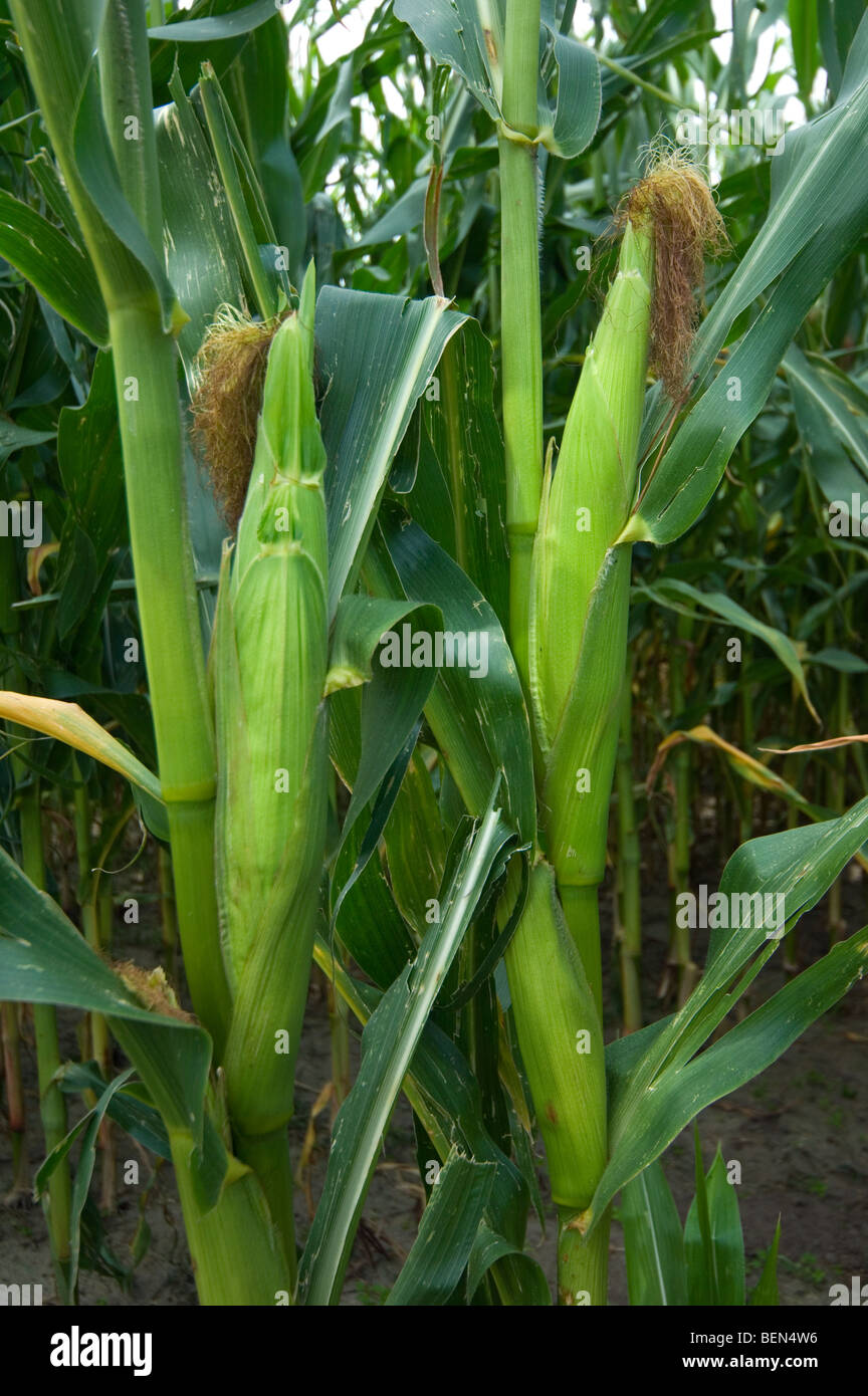 Le maïs / Maïs (Zea mays) in field, Belgique Banque D'Images