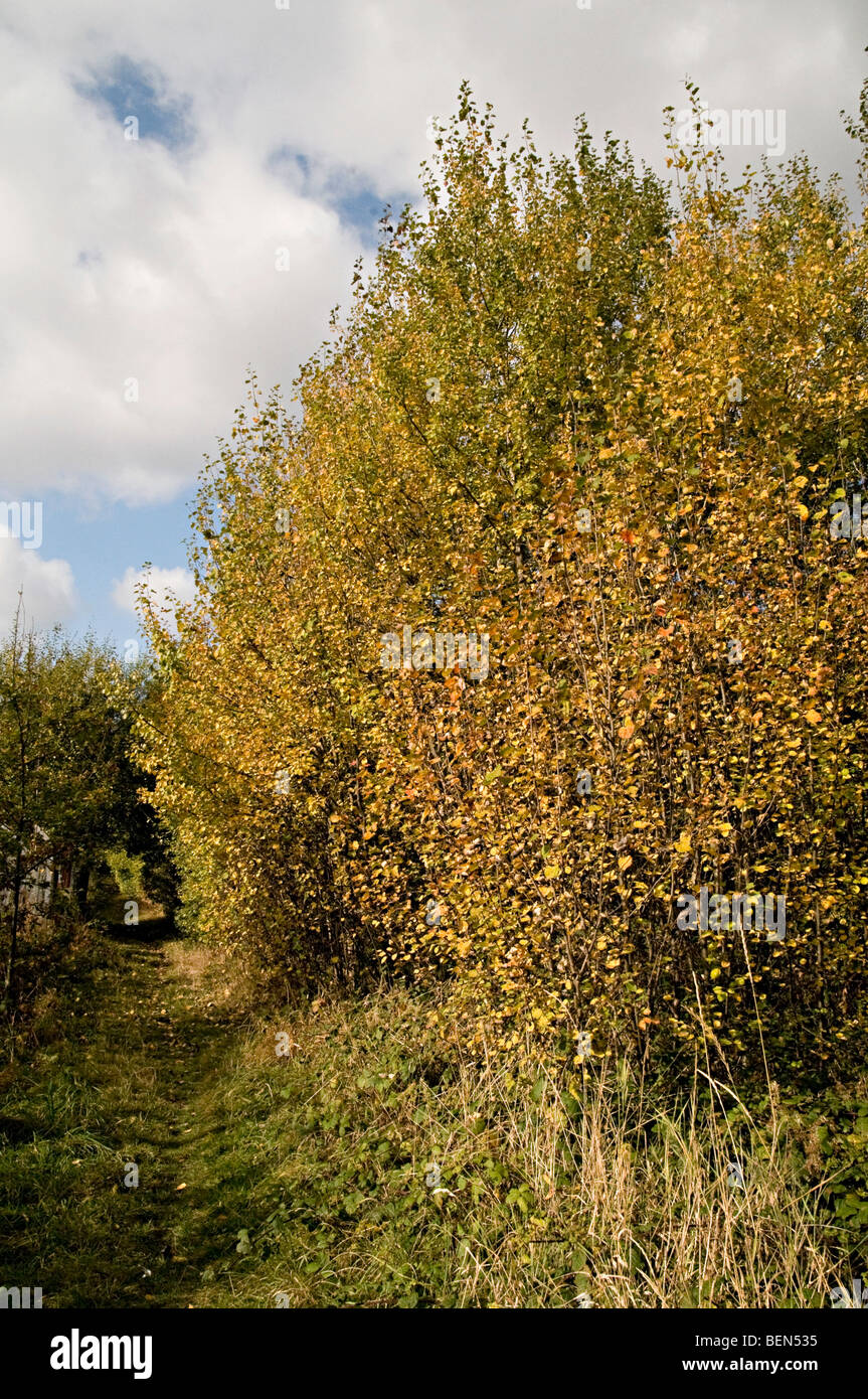 Sheepwash Parc urbain les arbres d'automne une partie de la forêt urbaine Pays Noir Banque D'Images