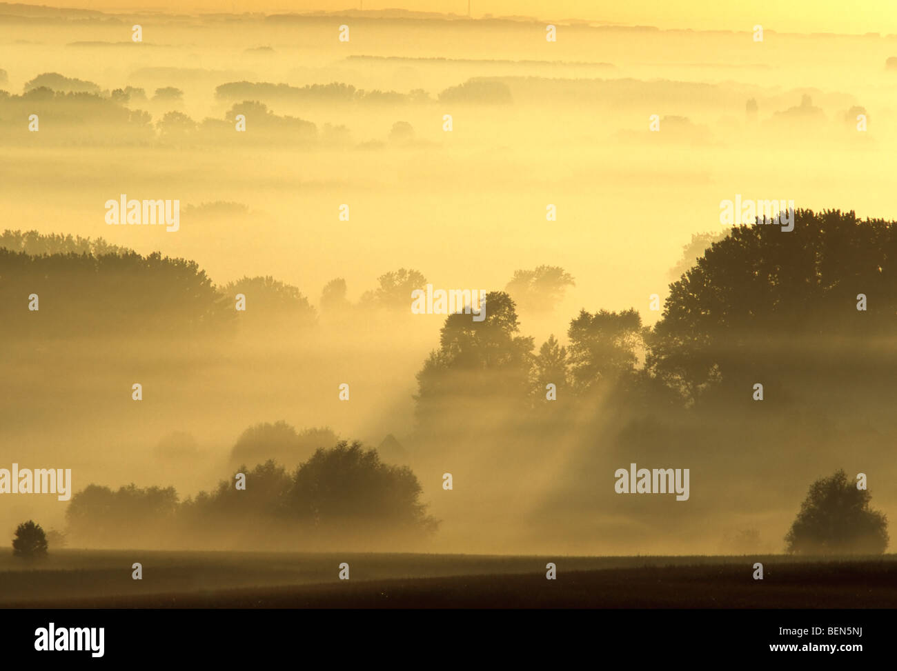 Paysage de bocage au matin brumeux, Les Ardennes Flamandes, Belgique Banque D'Images