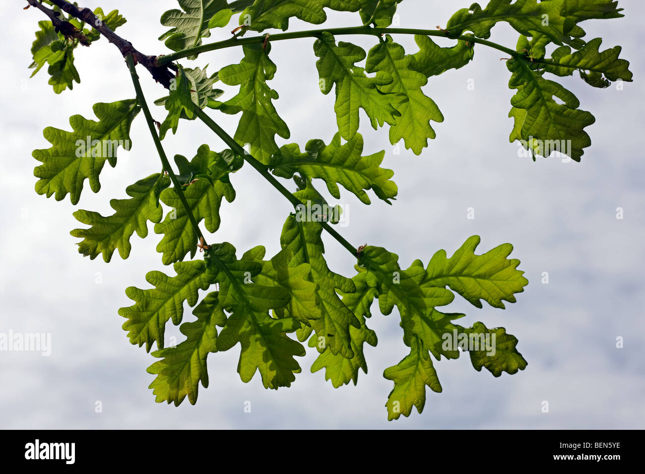 Chêne pédonculé (Quercus robur) leaves in spring, Belgique Banque D'Images