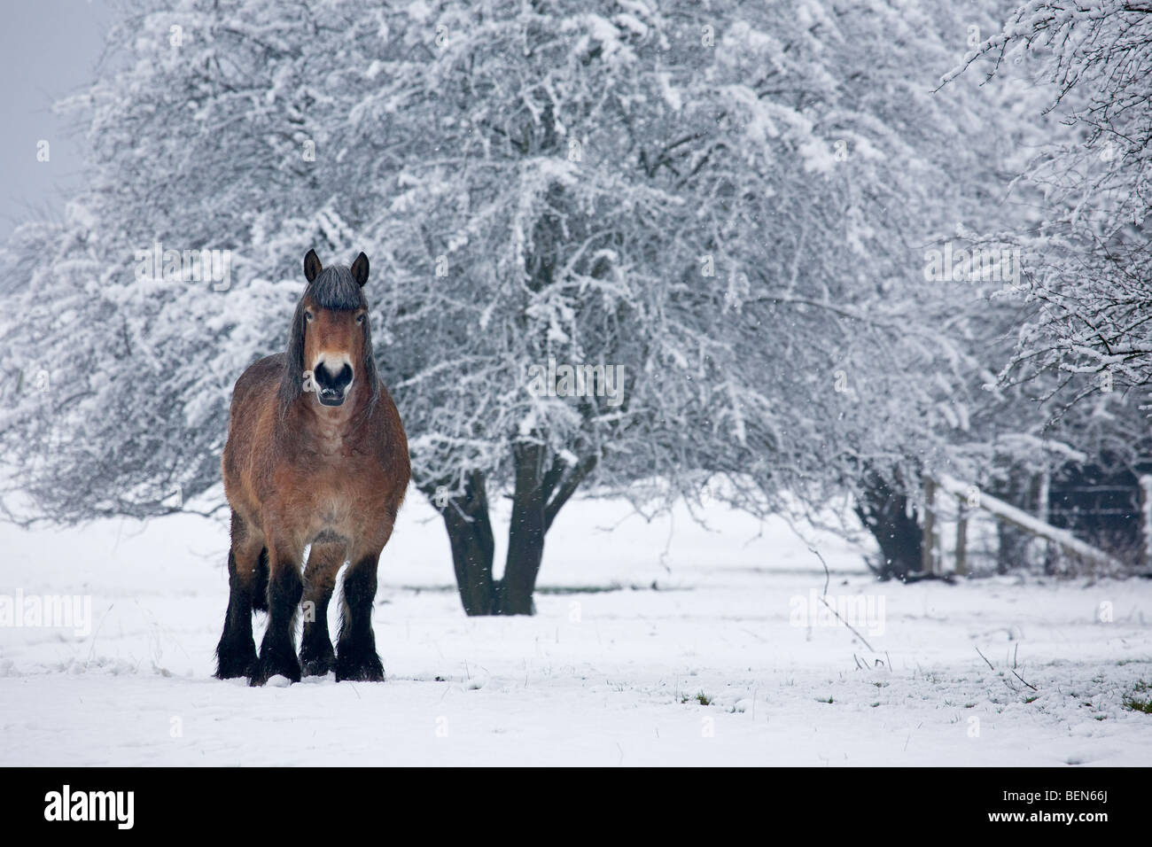 Cheval belge / Belgian Heavy Horse / Brabant (Equus caballus) dans la neige en hiver paysage, Belgique Banque D'Images