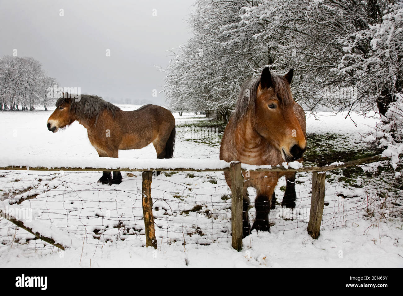 Chevaux belge Belgian Heavy / Chevaux / Brabant (Equus caballus) dans la neige en hiver paysage, Belgique Banque D'Images