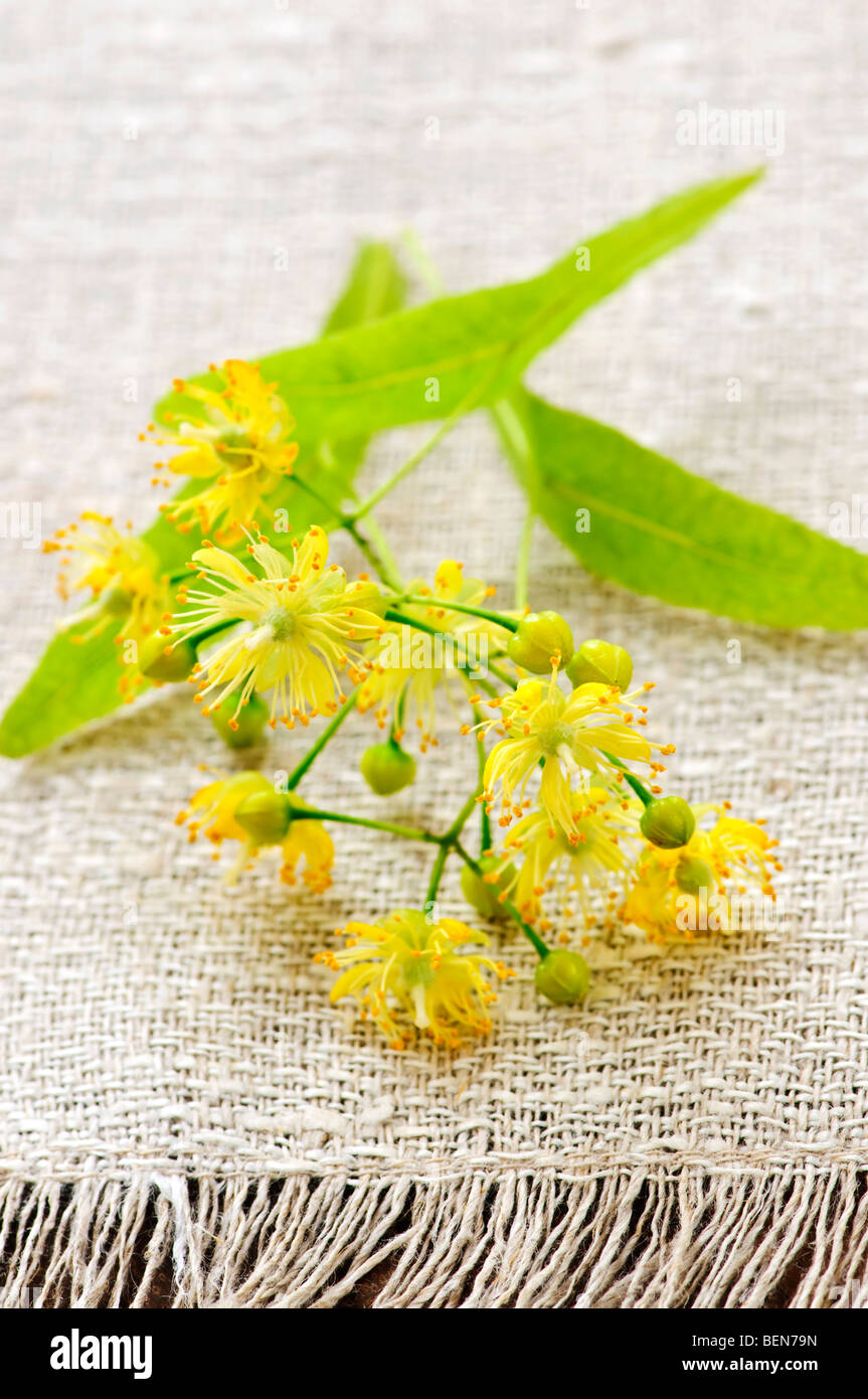 Libre de droit de la direction générale et de fleurs de tilleul jaune Banque D'Images