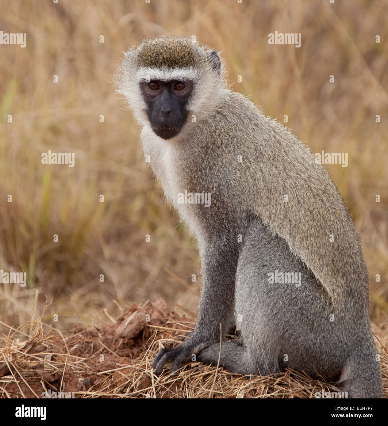 Un singe sauvage au parc national du lac Mburo, Ouganda Banque D'Images