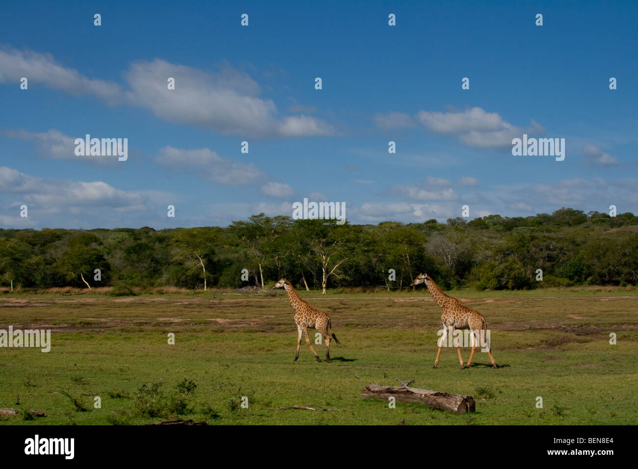 Girafe (Giraffa camelopardalis) marche sur les plaines, avec de la fièvre des arbres (Acacia Xanthophloea) dans l'arrière-plan. Banque D'Images