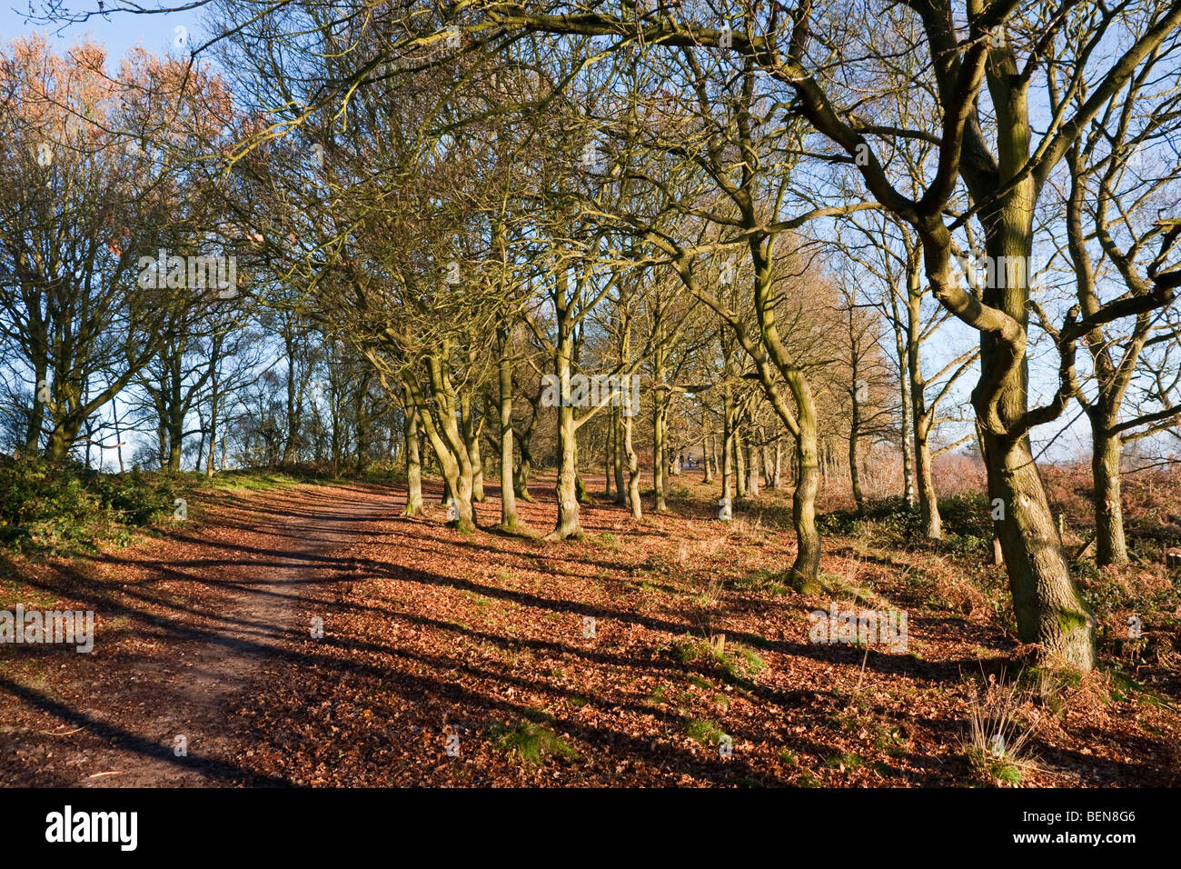 'Kinver Edge' en hiver Banque D'Images