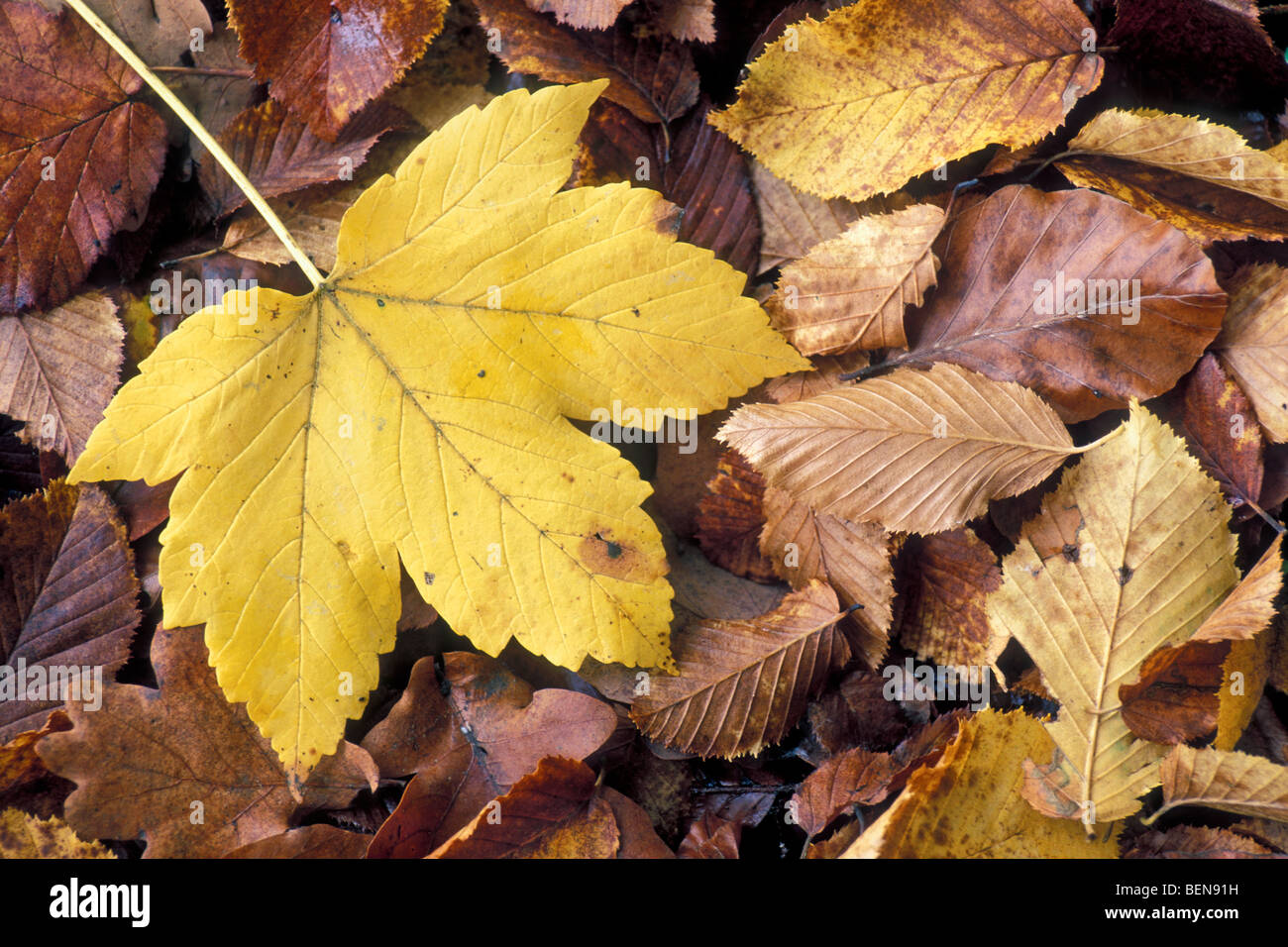 Fallen Leaf sycomore (Acer pseudoplatanus) entre les feuilles de hêtre dans couleurs d'automne sur le sol de la forêt Banque D'Images