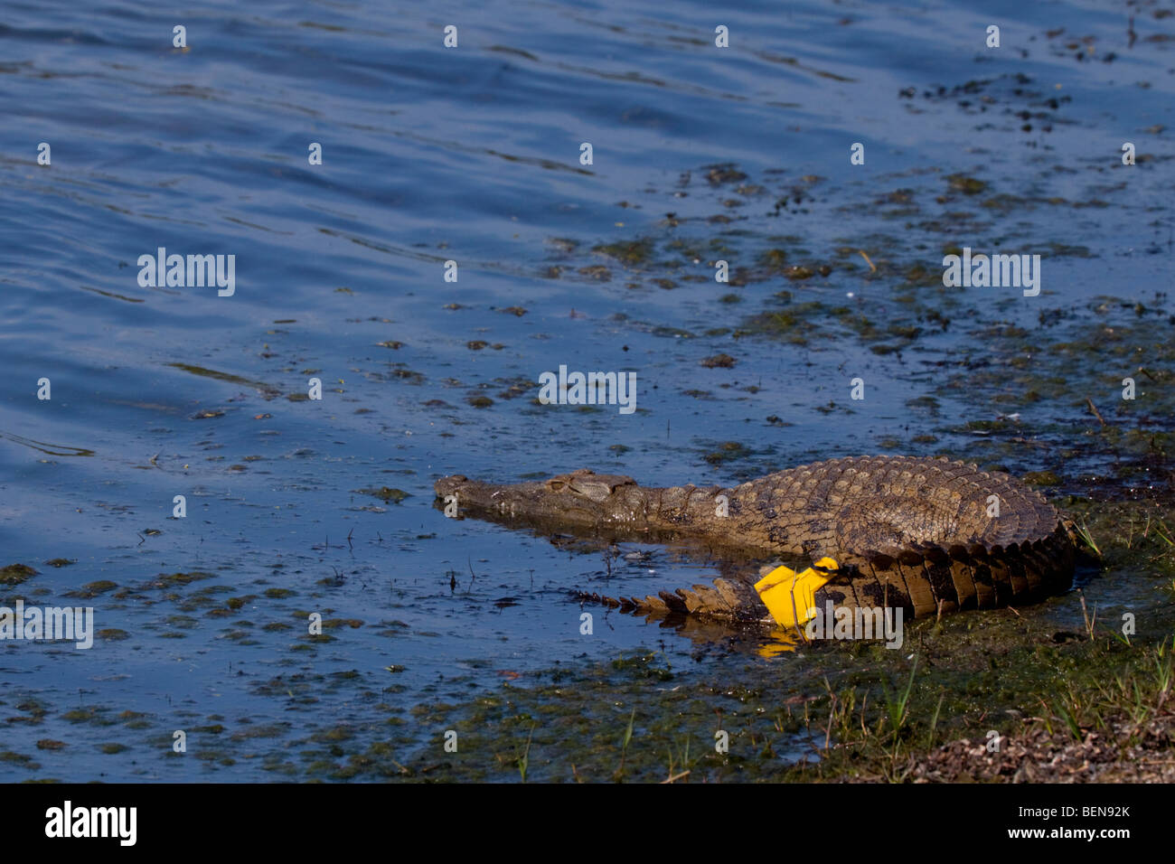 Le crocodile du Nil (Crocodylus niloticus). Nyamithi pan. Radio GPS balise de suivi à des fins de recherche. Mai, l'hiver 2009. Ndumo Game Banque D'Images