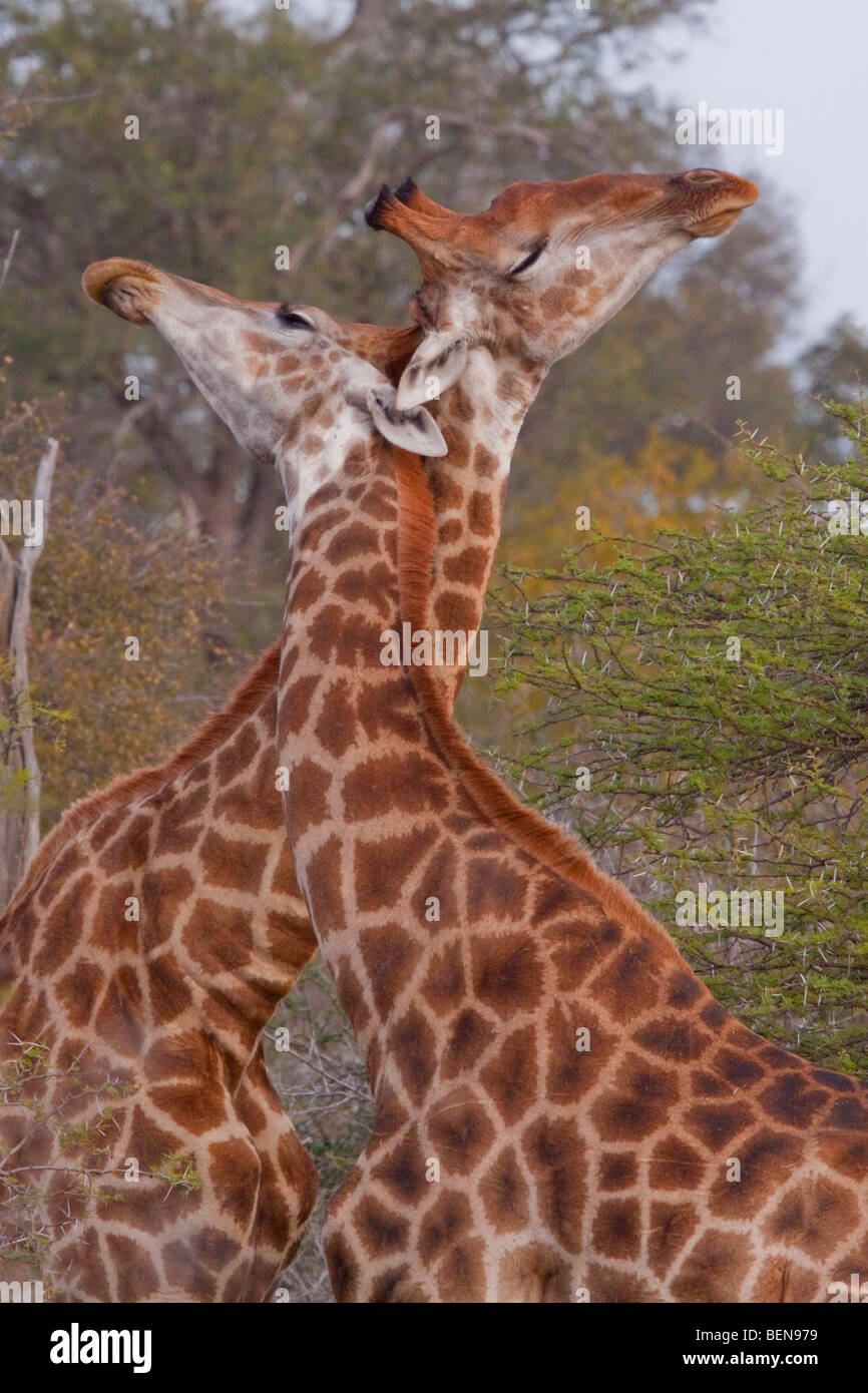 Striction Girafe (Giraffa camelopardalis). Bothabelo bed and breakfast réserve naturelle privée. Parc National Kruger, Afrique du Sud. Banque D'Images