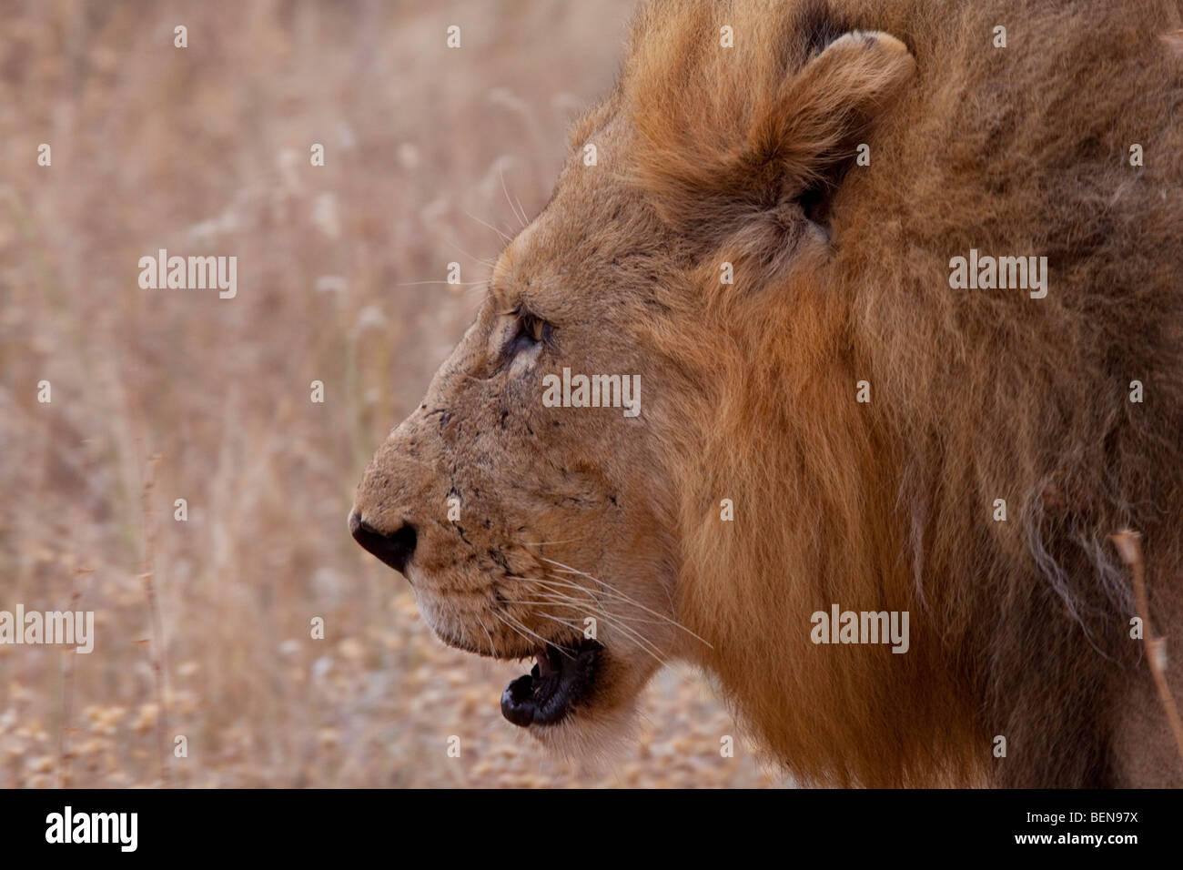 Homme lion (Panthera leo). Profil de côté. Bothabelo bed and breakfast, Parc National Kruger, Afrique du Sud. Banque D'Images