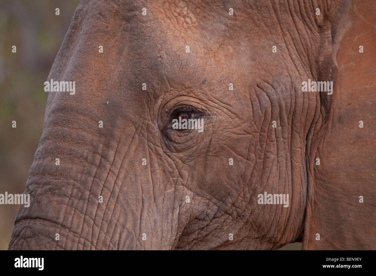 L'éléphant africain (Loxodonta Africana). Détail du visage. Juin 2009, l'hiver. Bothabelo bed and breakfast, Parc National Kruger. L'Afrique du Sud. Banque D'Images