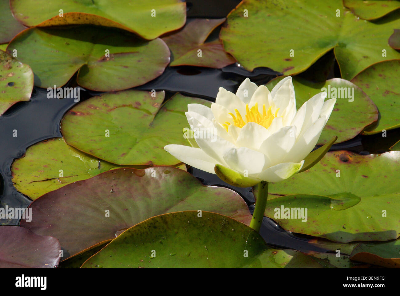 Seerose - Water Lily 18 Banque D'Images