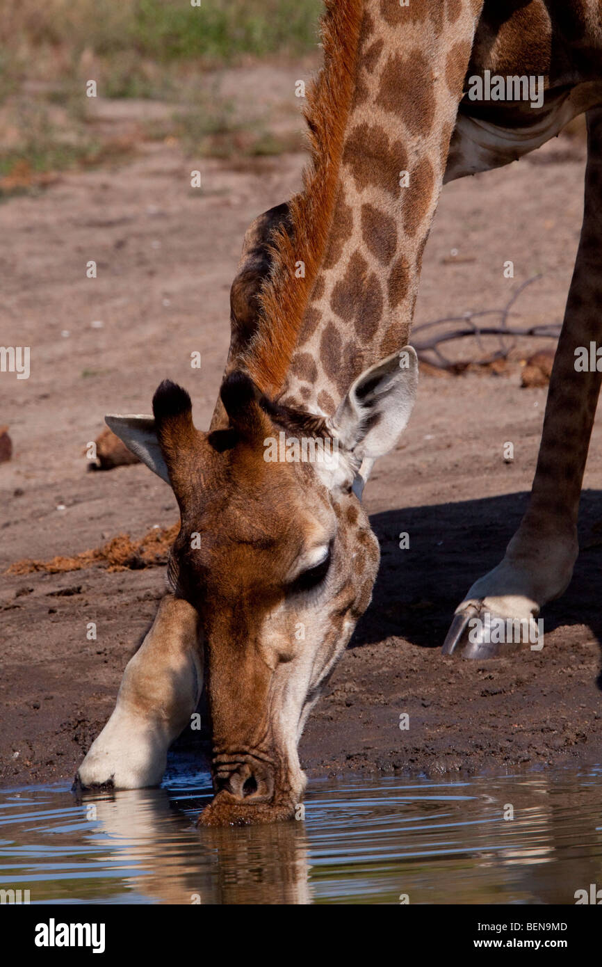 Potable Girafe (Giraffa camelopardalis). Juin 2009, l'hiver. Bothabelo bed and breakfast réserve naturelle privée. Parc National Kruger. Banque D'Images