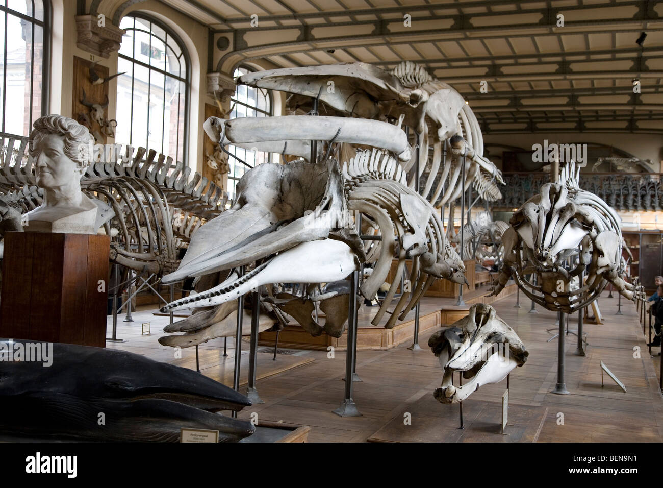 Galerie de Paléontologie et d'Anatomie Comparée au Muséum d'Histoire Naturelle à Paris, France Galerie de Paléontologie et d'Anatomie Comparée au Muséum d'Histoire Naturelle à Paris, France