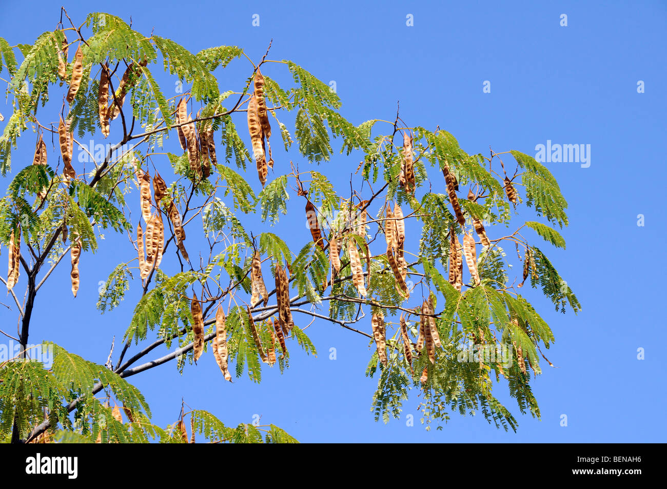 Acacia avec de la gousse contre un ciel bleu de Grèce du nord de la région d'Halkidiki Banque D'Images
