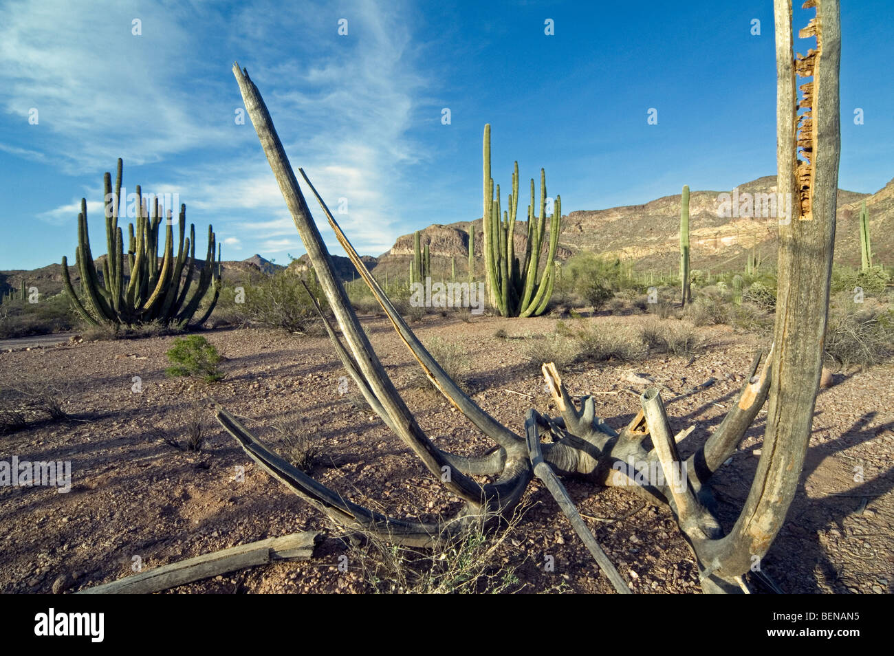 Ossature en bois creux de tuyau d'orgue (Stenocereus thurberi) cactus dans le désert de Sonora, National Monument, Arizona, USA Banque D'Images