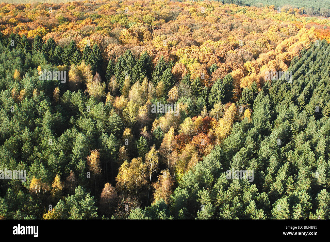 Forêt mixte de l'air, Belgique Banque D'Images
