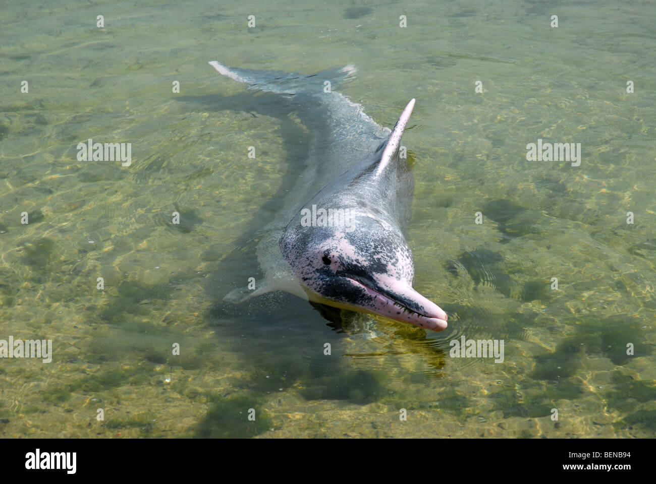 Dauphin à bosse de l'Indo-Pacifique, ou rose, Dolphin Dolphin Lagoon, l'île de Sentosa, Singapour Banque D'Images