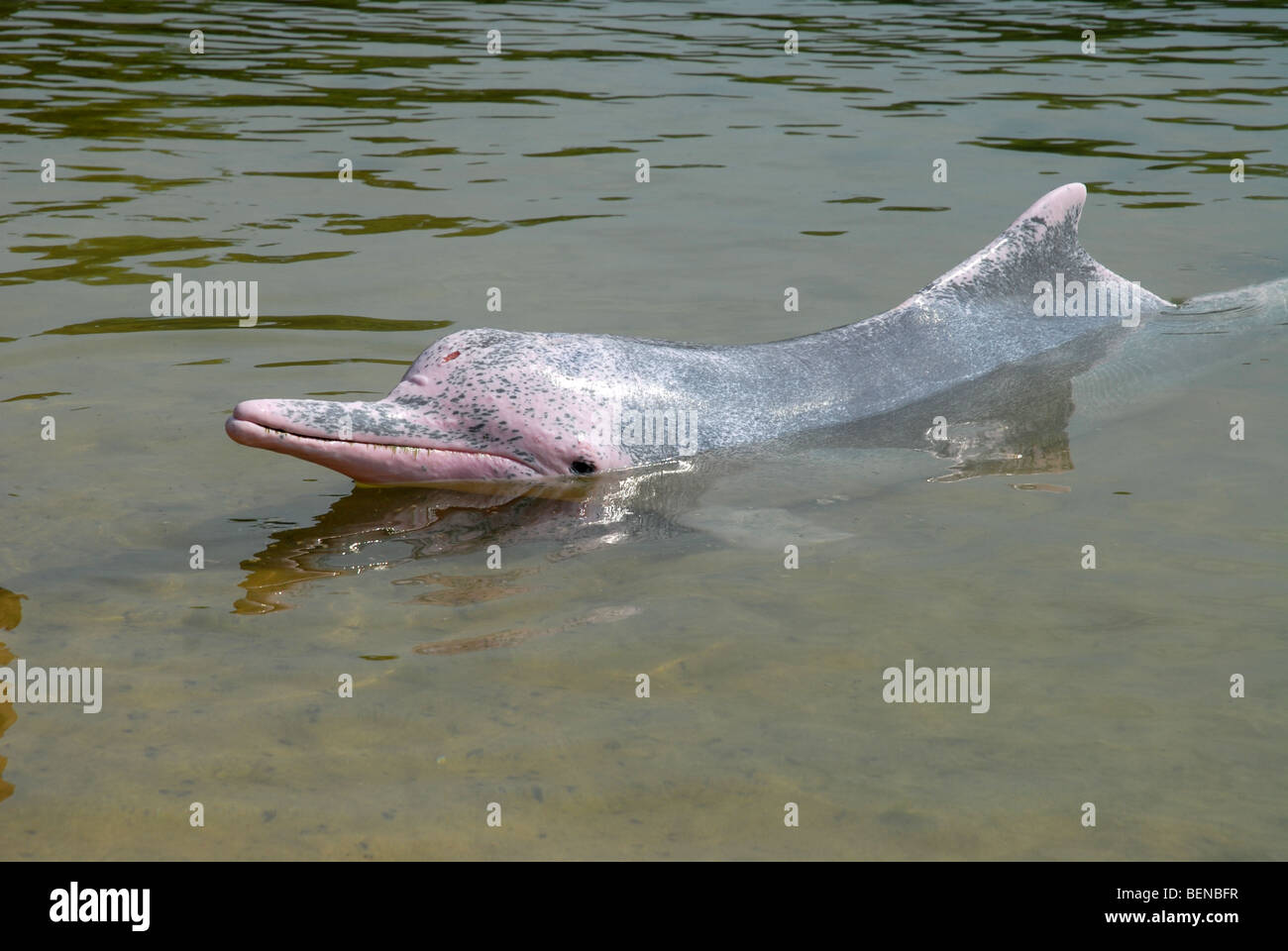 Dauphin à bosse de l'Indo-Pacifique, ou rose, Dolphin Dolphin Lagoon, l'île de Sentosa, Singapour Banque D'Images