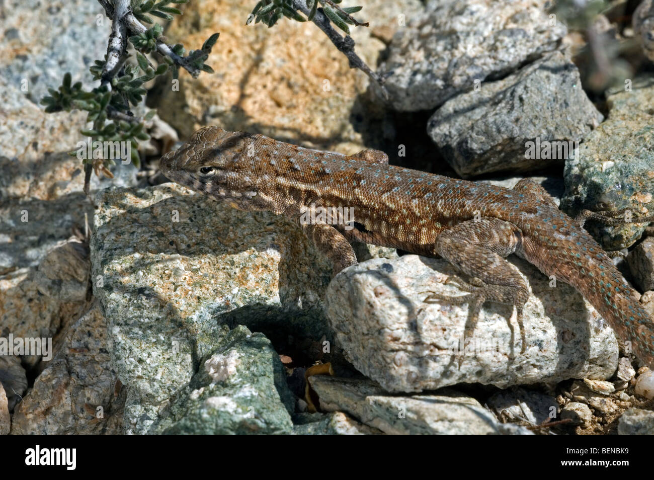 Côté commun-lézard tacheté (Uta stansburiana) à l'ombre dans le désert de Sonora, en Arizona, en Amérique du Nord, Etats-Unis Banque D'Images