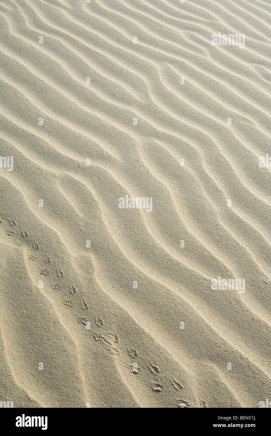 Abstract pattern d'ondulations de sable mer formée par le vent et les traces de pas dans les dunes Banque D'Images