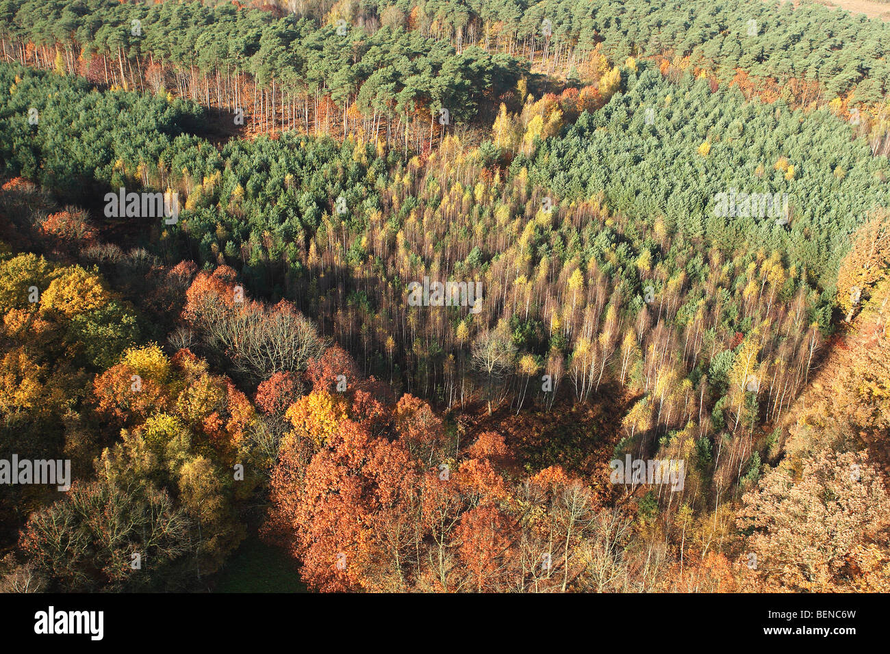 Forêt mixte avec le hêtre (Fagus sylvatica) et le chêne (Quercus robur) à l'automne de l'air, Belgique Banque D'Images