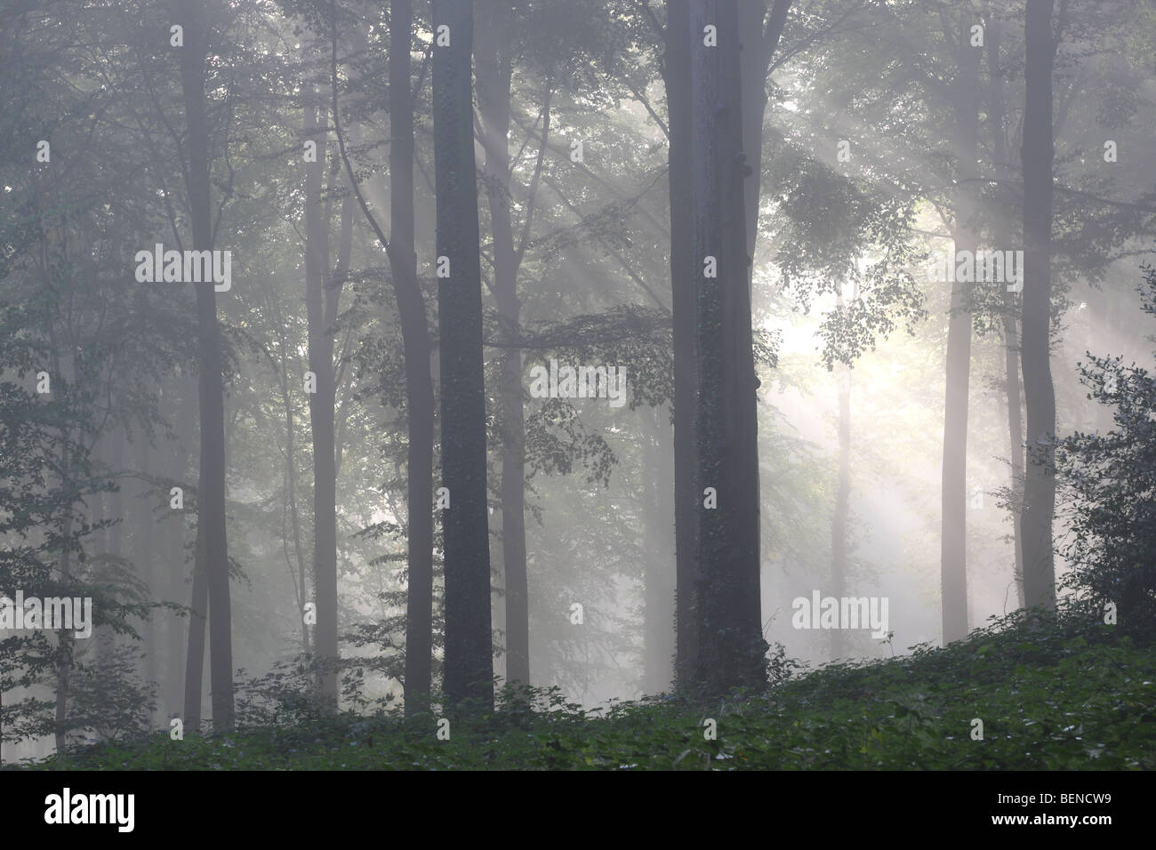 Forêt de hêtres (Fagus sylvatica) dans la brume, les Ardennes Flamandes, Belgique Banque D'Images