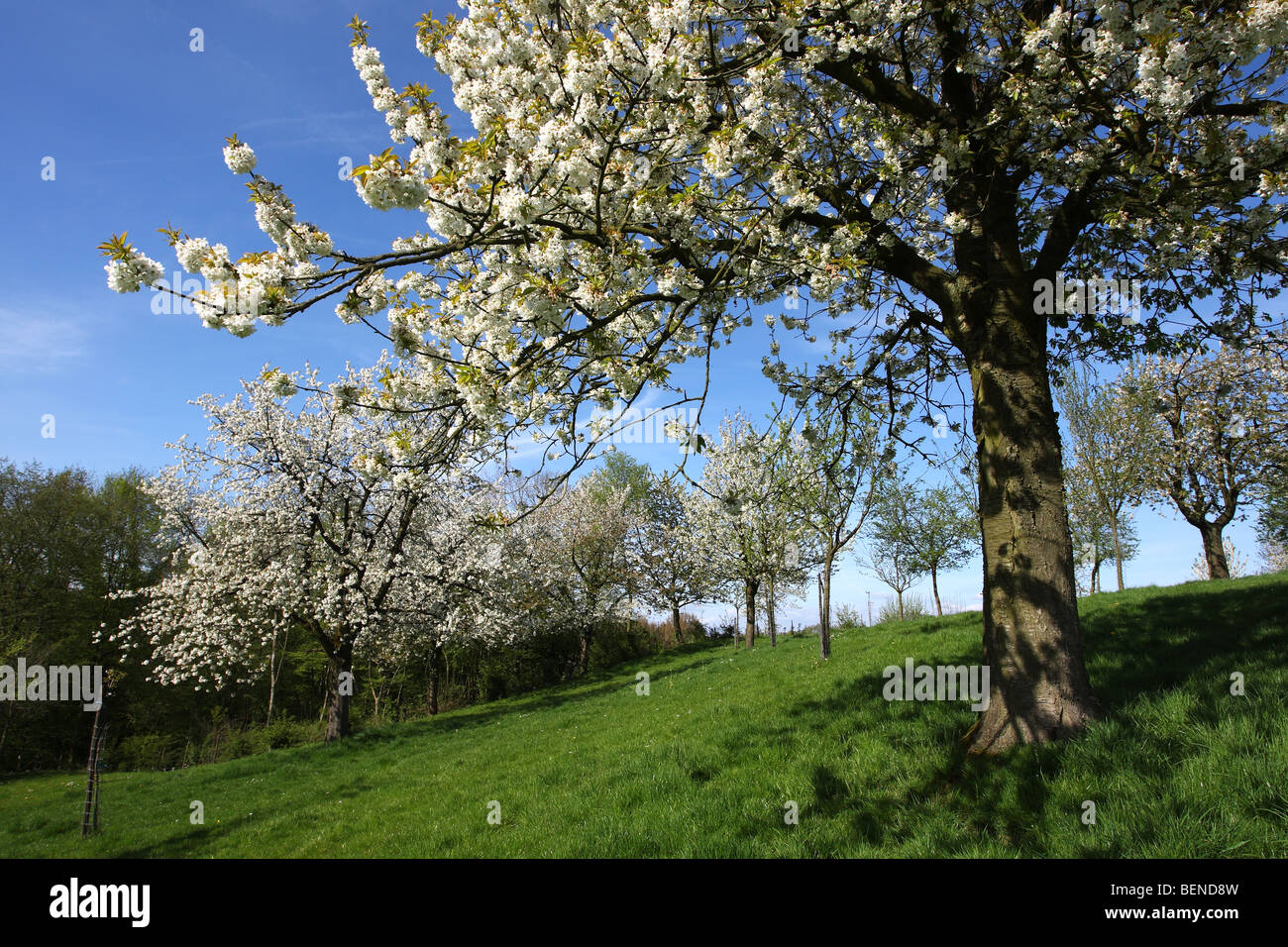 Verger d'arbres fruitiers en fleurs, Hesbaye, Belgique Banque D'Images