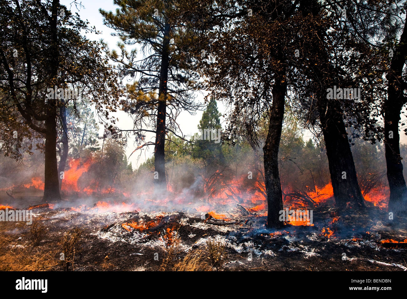 Chevalier de la Californie une traînée de dévastation en forêt nationale Stanislaus. CALFIRE / CDF Banque D'Images