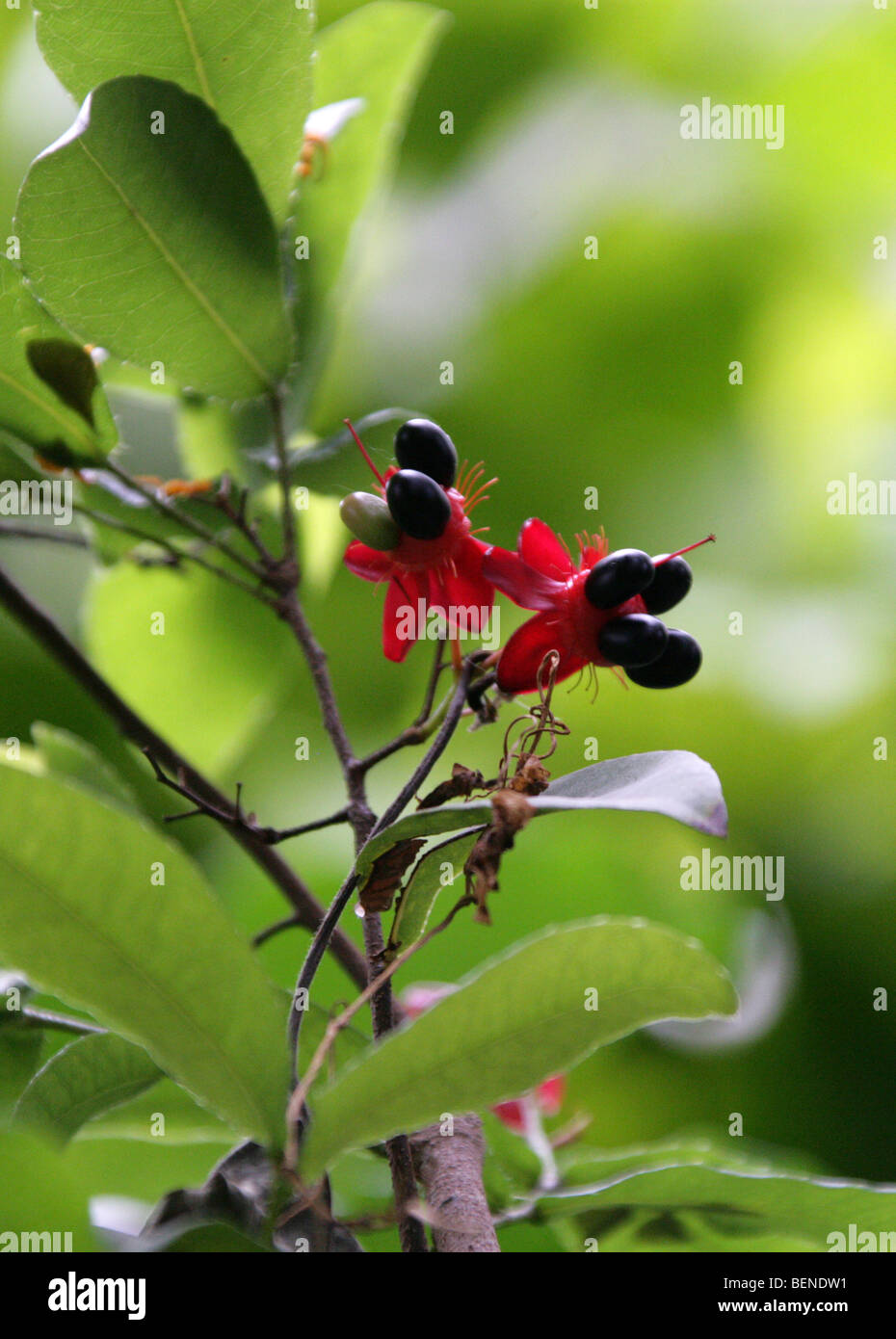 Mickey Mouse de l'Afrique de l'Afrique de l'usine aka Birds Eye Bush, Ochna, mossambicensis ochnacées, Tropical East Africa Banque D'Images