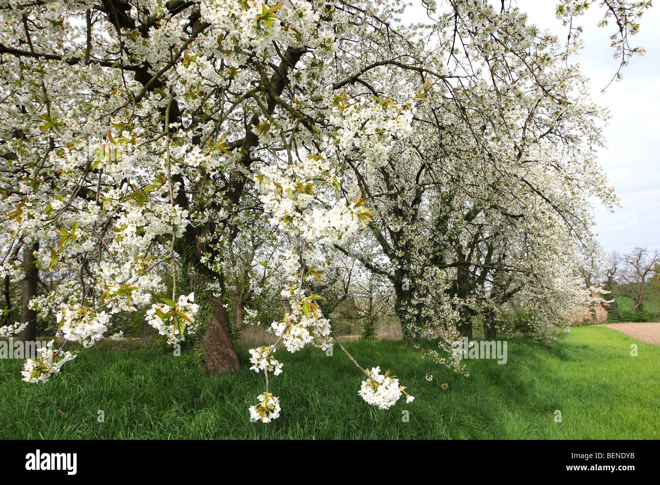 Verger d'arbres fruitiers en fleurs, Hesbaye, Belgique Banque D'Images