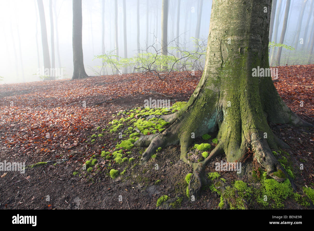 Racines de hêtre (Fagus sylvatica) dans la forêt en automne, Belgique Banque D'Images