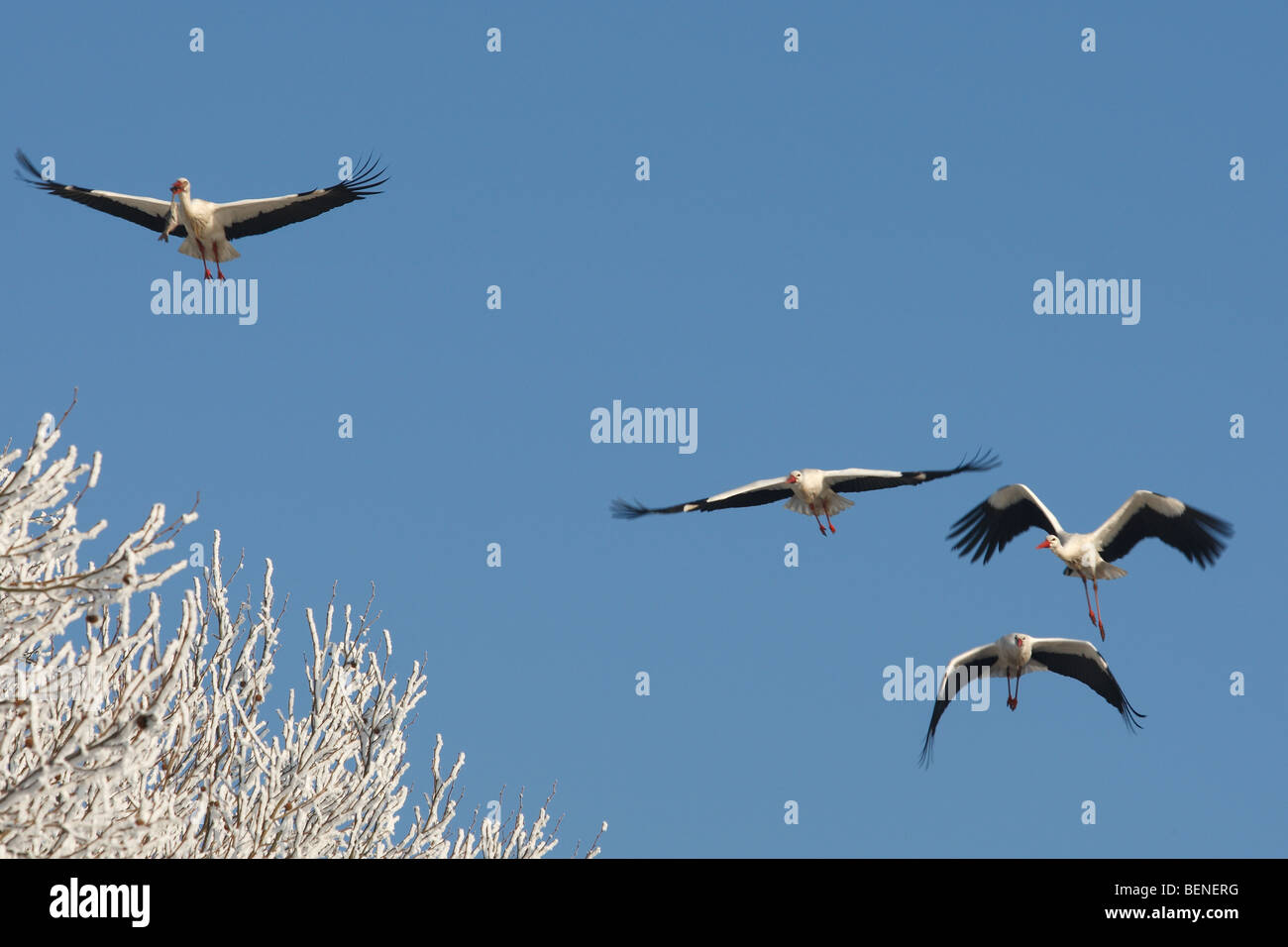 Cigogne Blanche (Ciconia ciconia) vol en vol en hiver contre le ciel bleu Banque D'Images