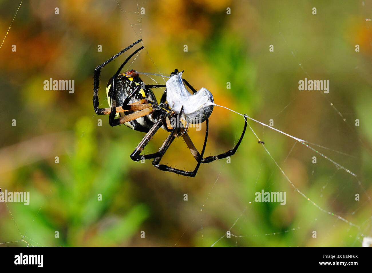 Le jardin d'insectes, d'araignées jaunes capturés sur spider web Banque D'Images