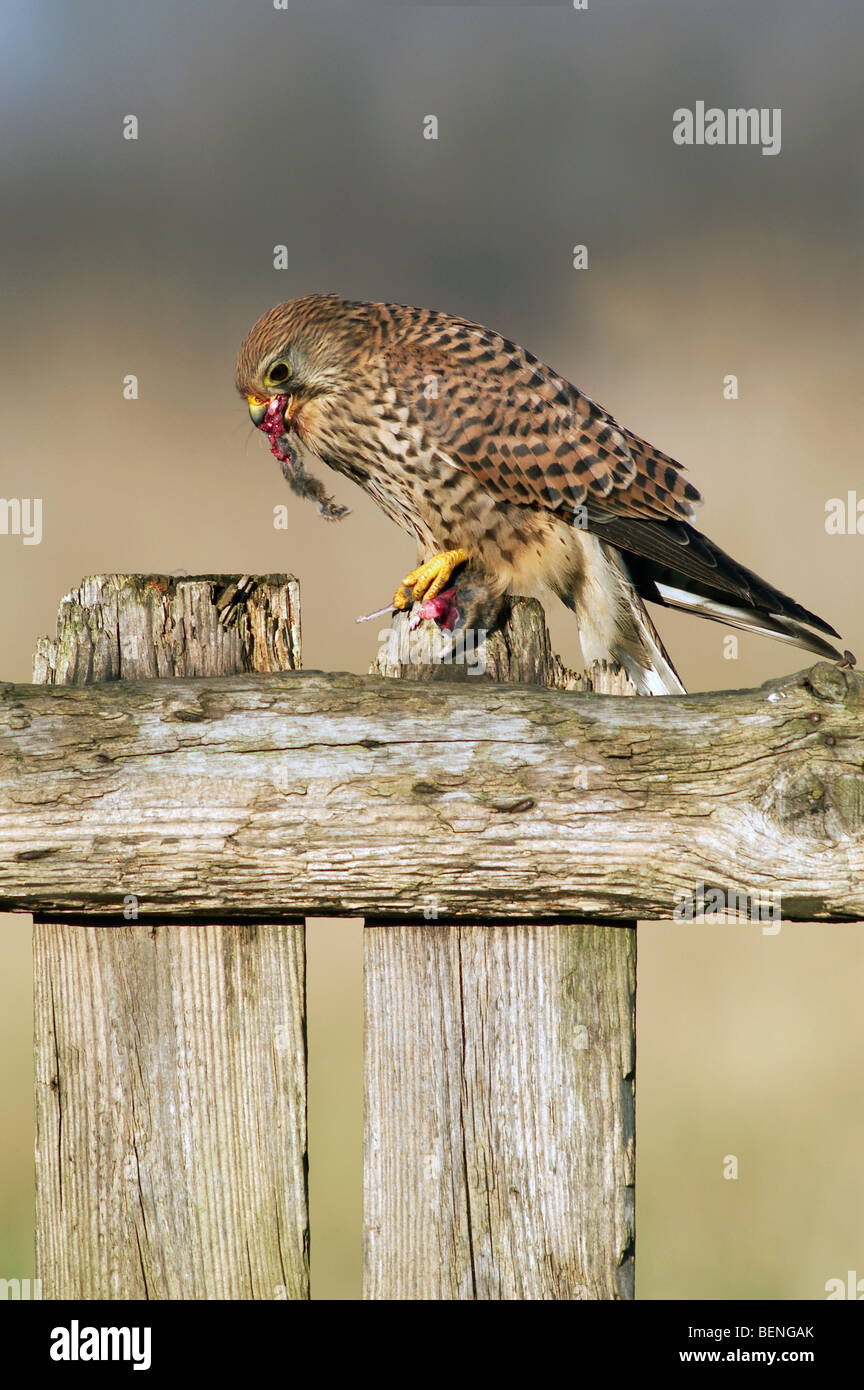 Les femelles de la crécerelle (Falco tinnunculus) sur l'alimentation de la souris sur la clôture de bois dans la zone Banque D'Images