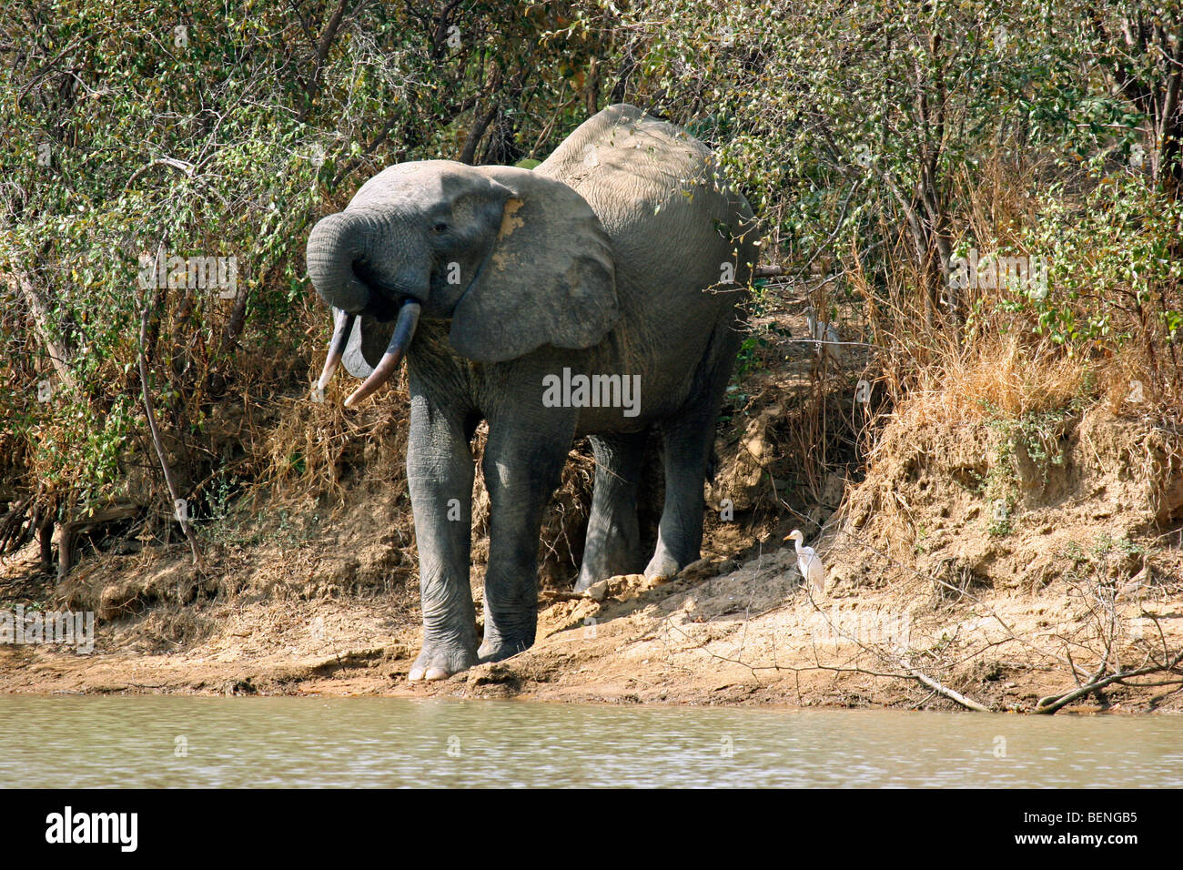 L'éléphant africain (Loxodonta africana) l'eau potable de la rivière avec le tronc, Mole National Park, au Ghana, en Afrique de l'Ouest Banque D'Images