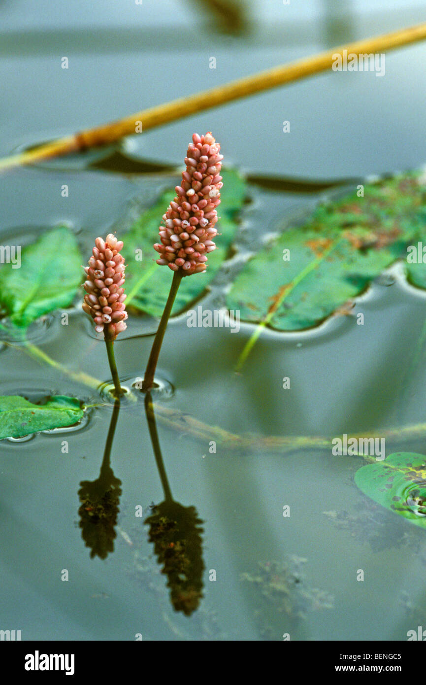 La renouée aquatique / Eau / Renouée bistorte renouée amphibie (Persicaria amphibia / Polygonum amphibium) dans l'étang Banque D'Images