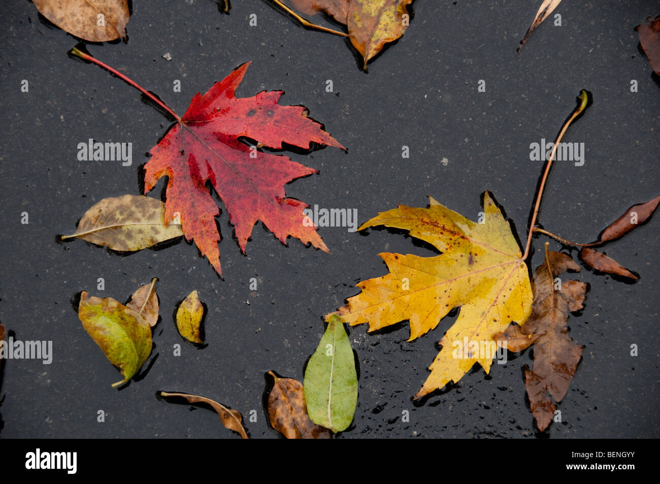 Feuilles d'automne. Banque D'Images