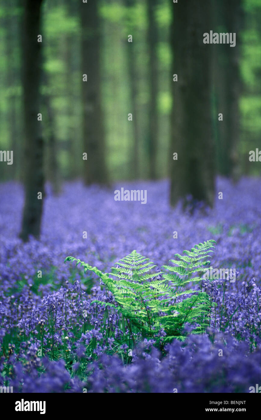 Bluebells (Scilla non-scripta / Cyprus / nonscriptus Hyacinthoides non-scripta) en fleurs en forêt de hêtres à feuilles caduques au printemps Banque D'Images