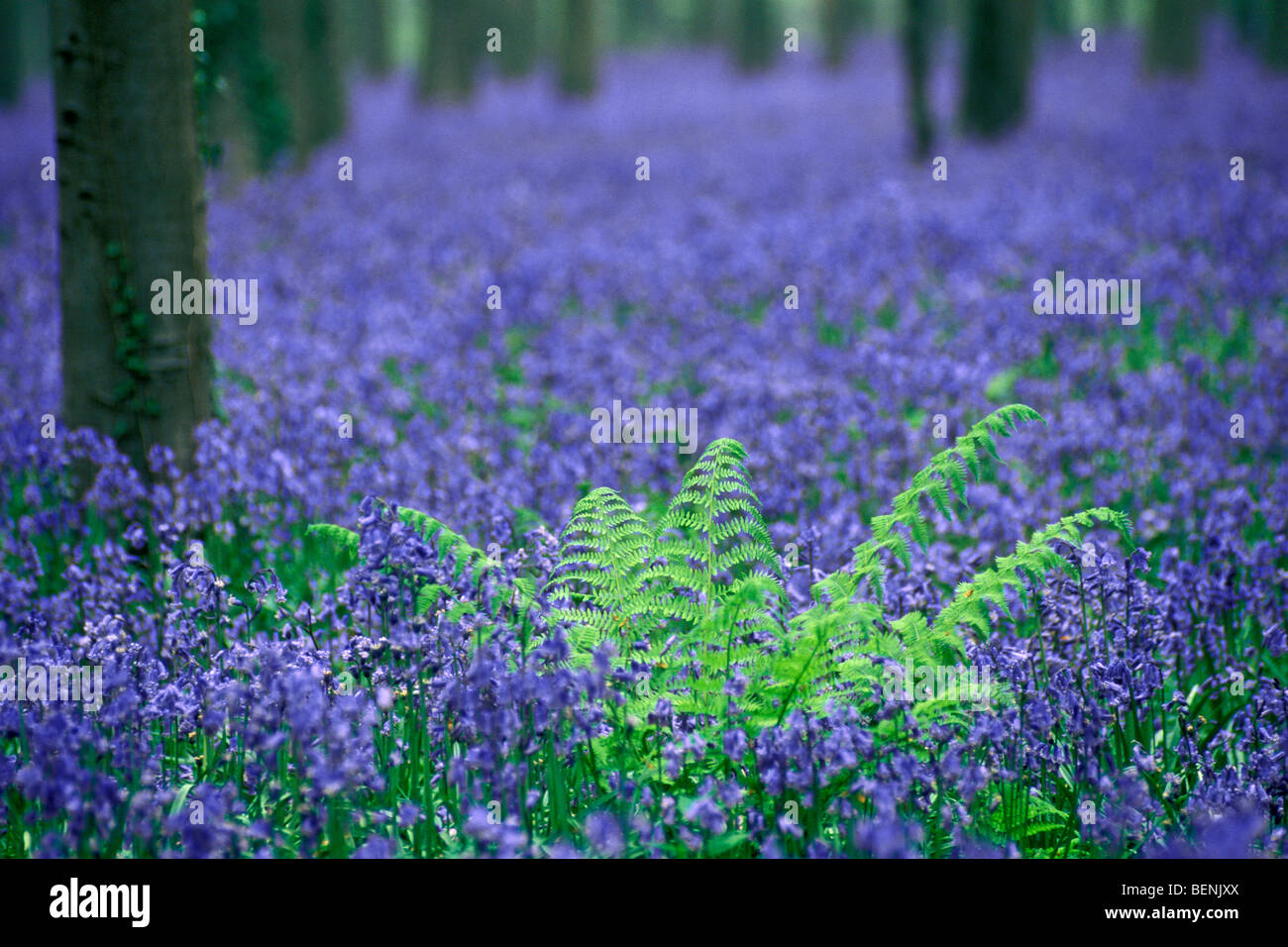 Bluebells (Scilla non-scripta / Cyprus / nonscriptus Hyacinthoides non-scripta) en fleurs en forêt de hêtres à feuilles caduques au printemps Banque D'Images