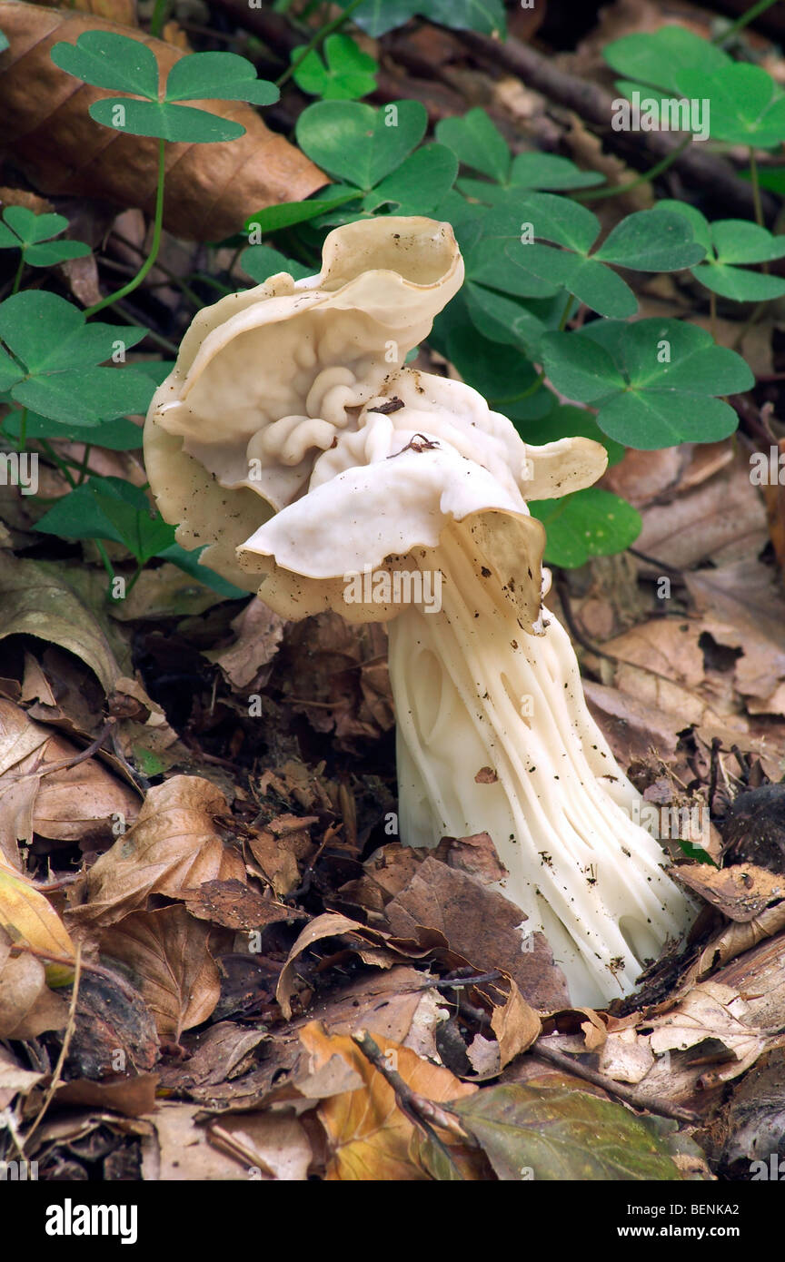 Blanc commun helvella / white saddle / elfin saddle / helvel commun (Helvella crispa) dans la forêt d'automne Banque D'Images