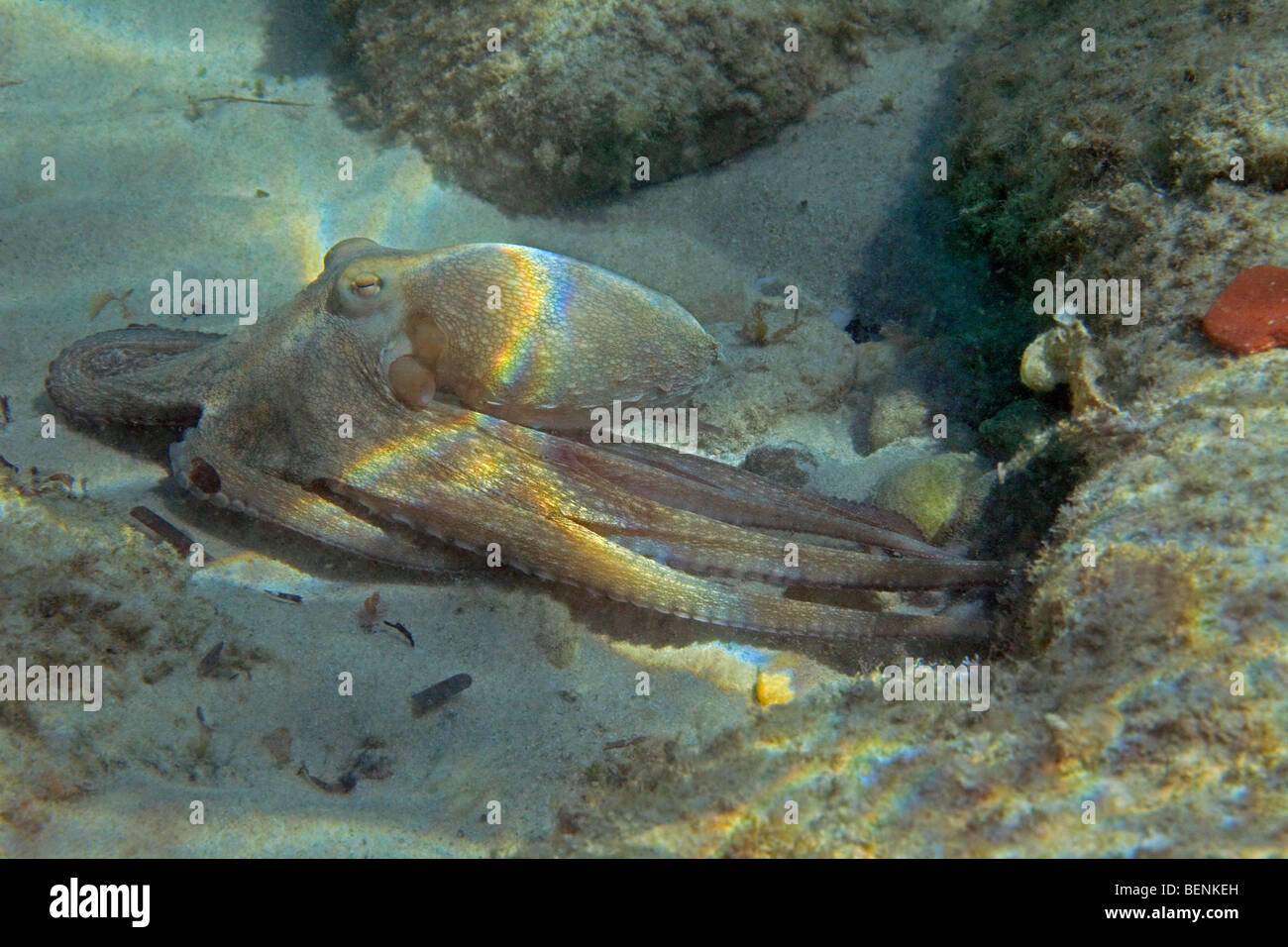 Octopus de quitter son nid Banque D'Images