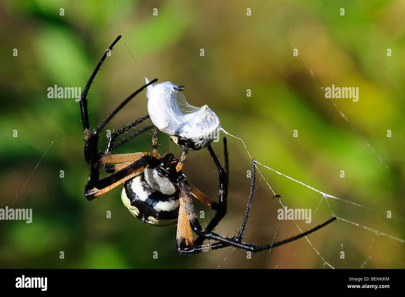 Le jardin d'insectes, d'araignées jaunes capturés sur spider web Banque D'Images