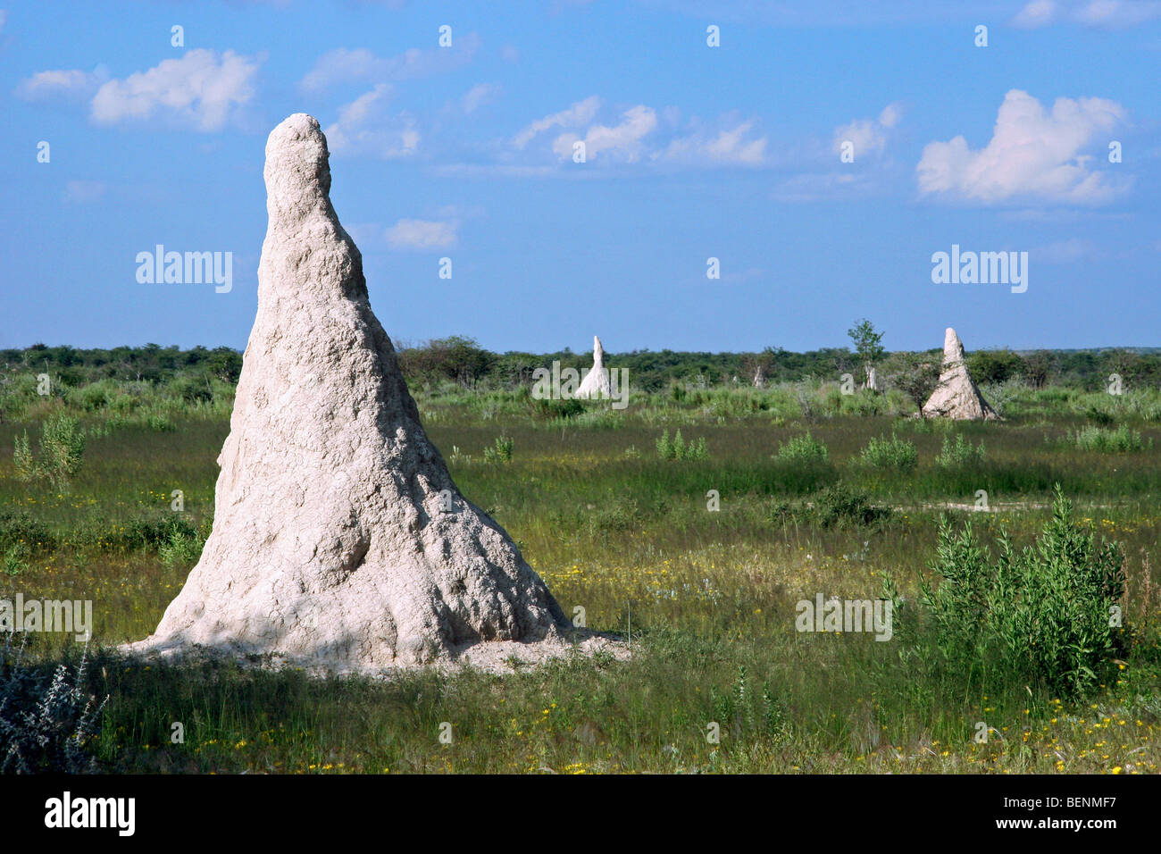 Les réservoirs de termitières / Macrotermitinae sur la savane en Namibie, Afrique du Sud Banque D'Images