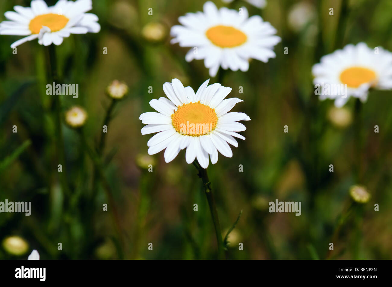 La camomille sur fond naturel Banque D'Images