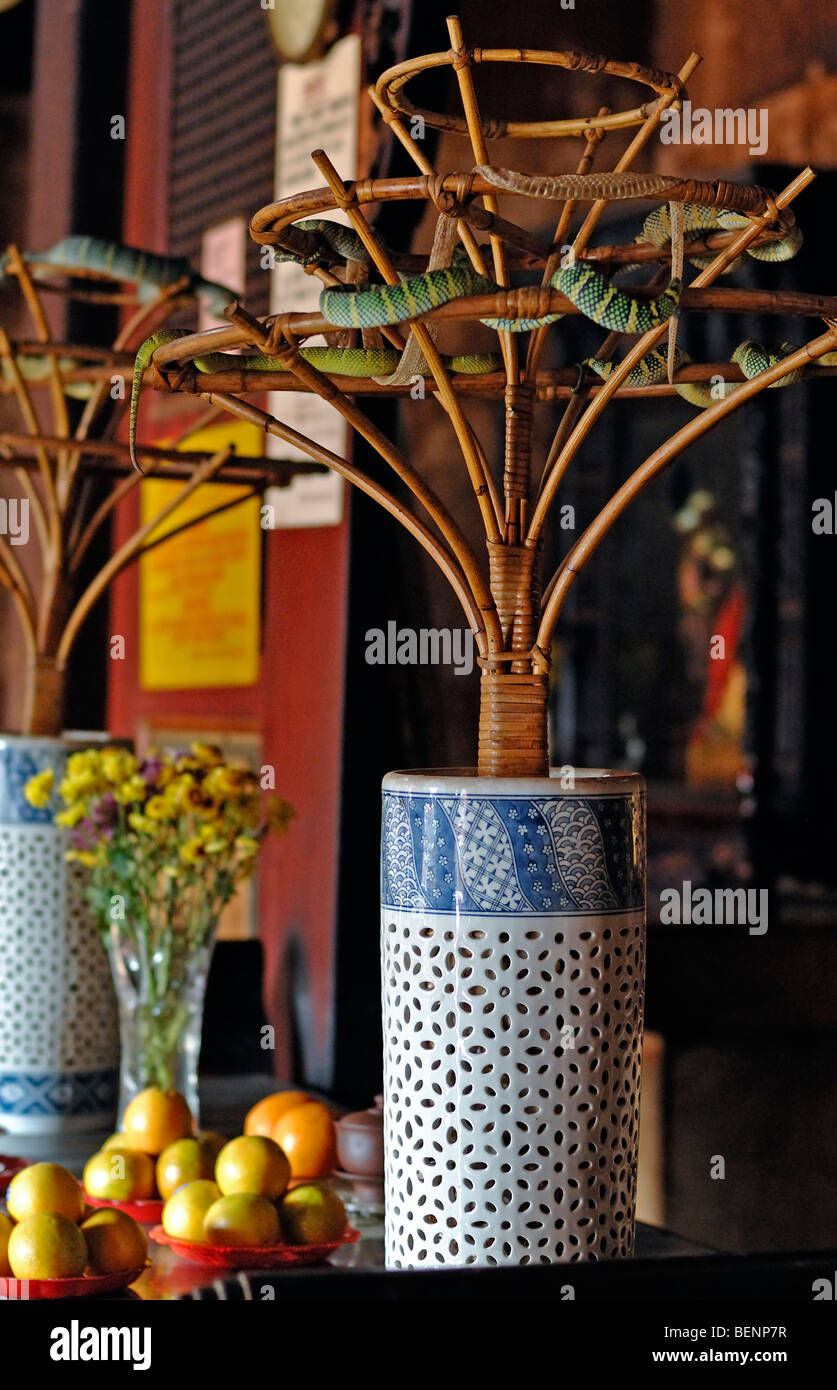Autel avec Wagler's Pit Viper, Tropidolaemus wagleri, dans un vase au Temple du serpent chinois ou au Temple du culte du serpent Georgetown Penang Malaisie Banque D'Images