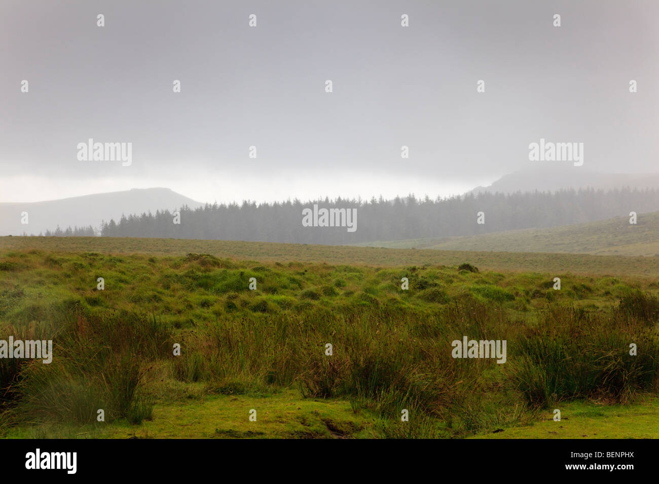 Forêt de conifères cachés dans les nuages bas à Dartmoor durant un orage d'été, Devon, UK Banque D'Images