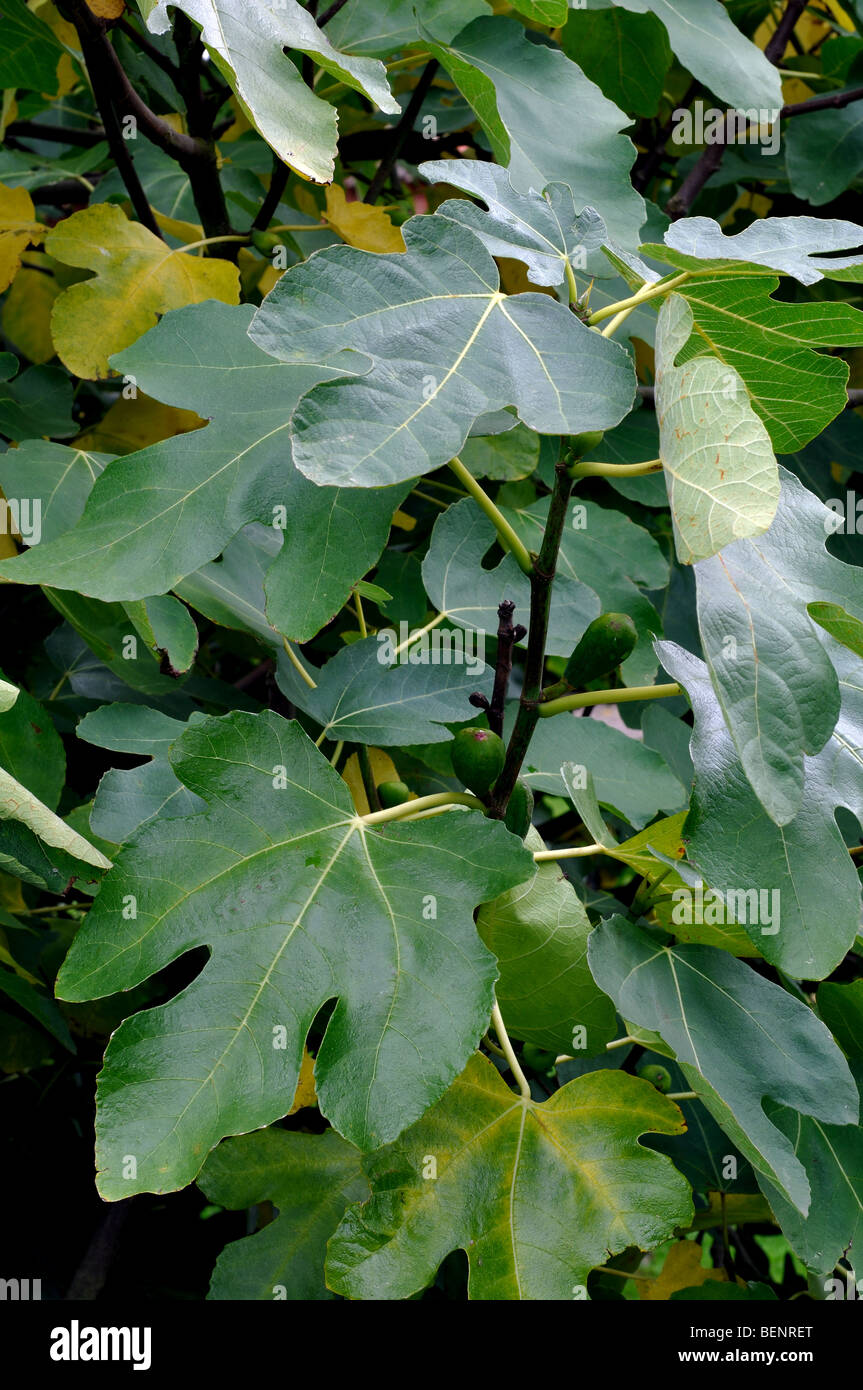 Fig commun, Ficus carica, Université de Leicester Jardin Botanique, Oadby, Leicester, Leicestershire, Angleterre, RU Banque D'Images
