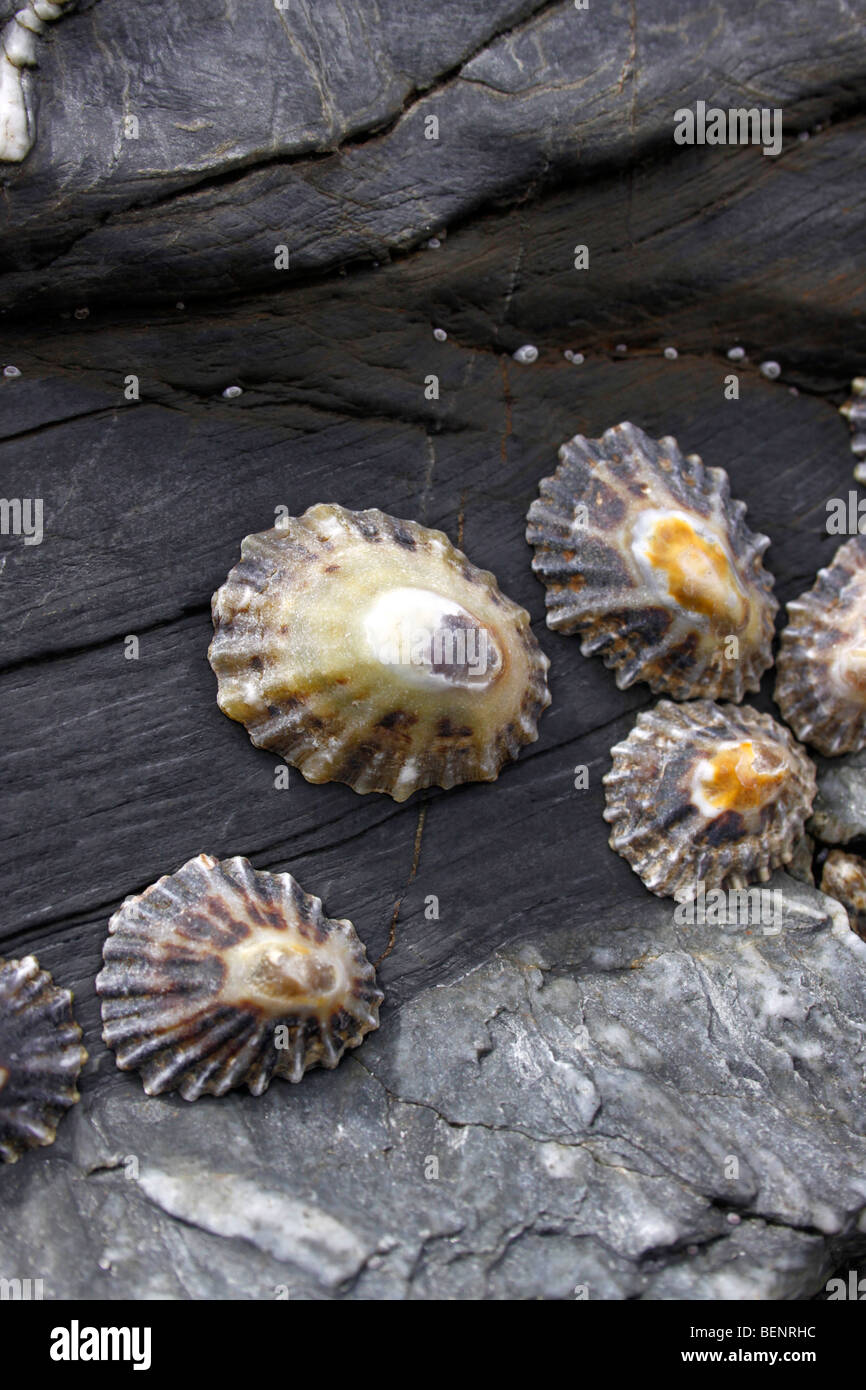 LIMPETS SUR UN ROCHER CÔTIER À MARÉE BASSE. MOLLUSQUES BIVALVES ET PATELLA VULGATA Banque D'Images