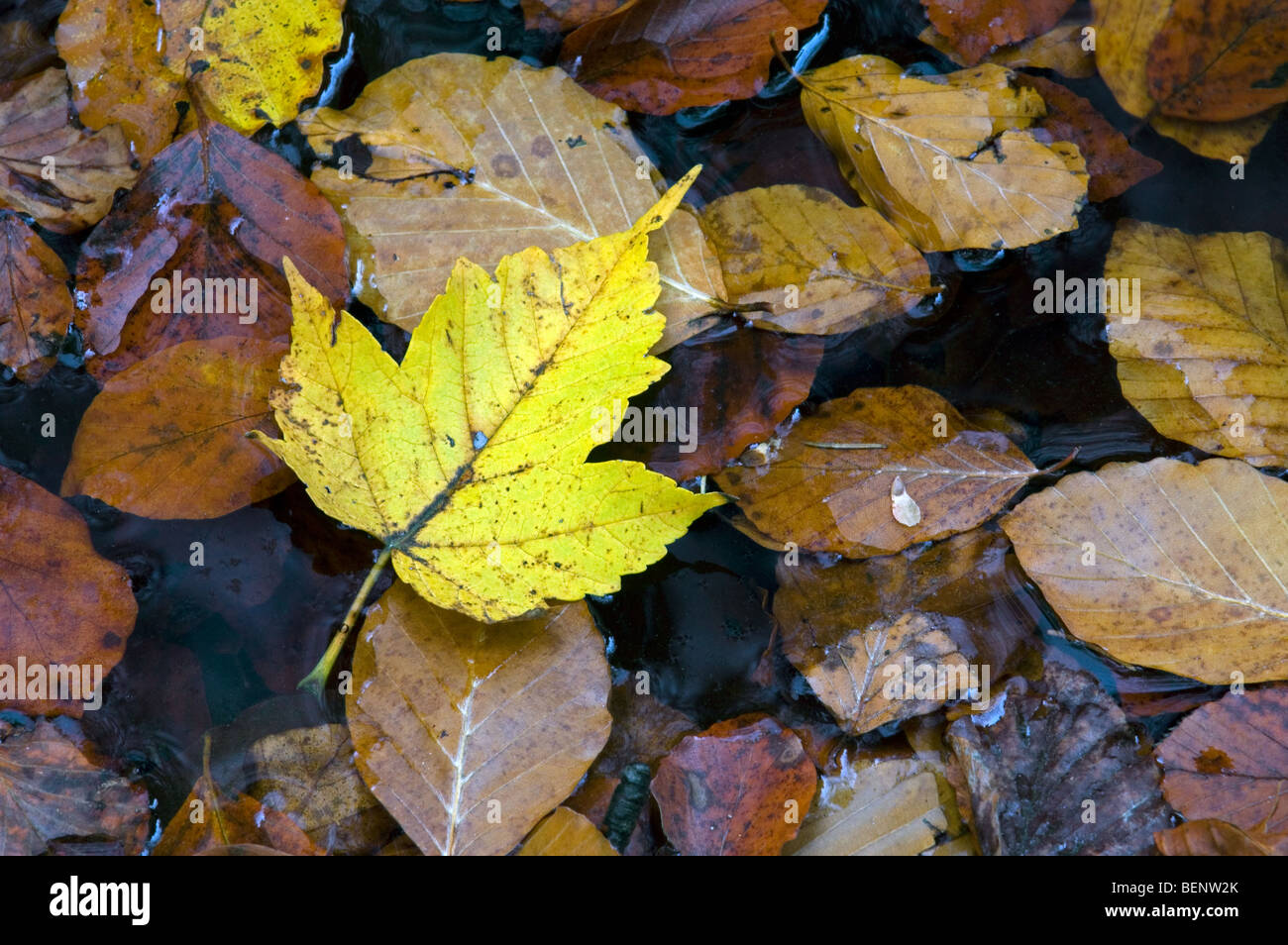 Fallen Leaf sycomore (Acer pseudoplatanus) flottant dans l'étang entre les feuilles de hêtre (Fagus sylvatica) en couleurs de l'automne Banque D'Images